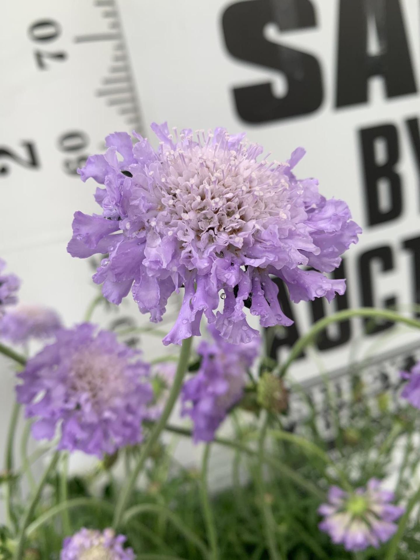 SIX SCABIOSA BUTTERFLY BLUE IN 2 LTR POTS 50-60CM TALL TO BE SOLD FOR THE SIX PLUS VAT - Bild 3 aus 5