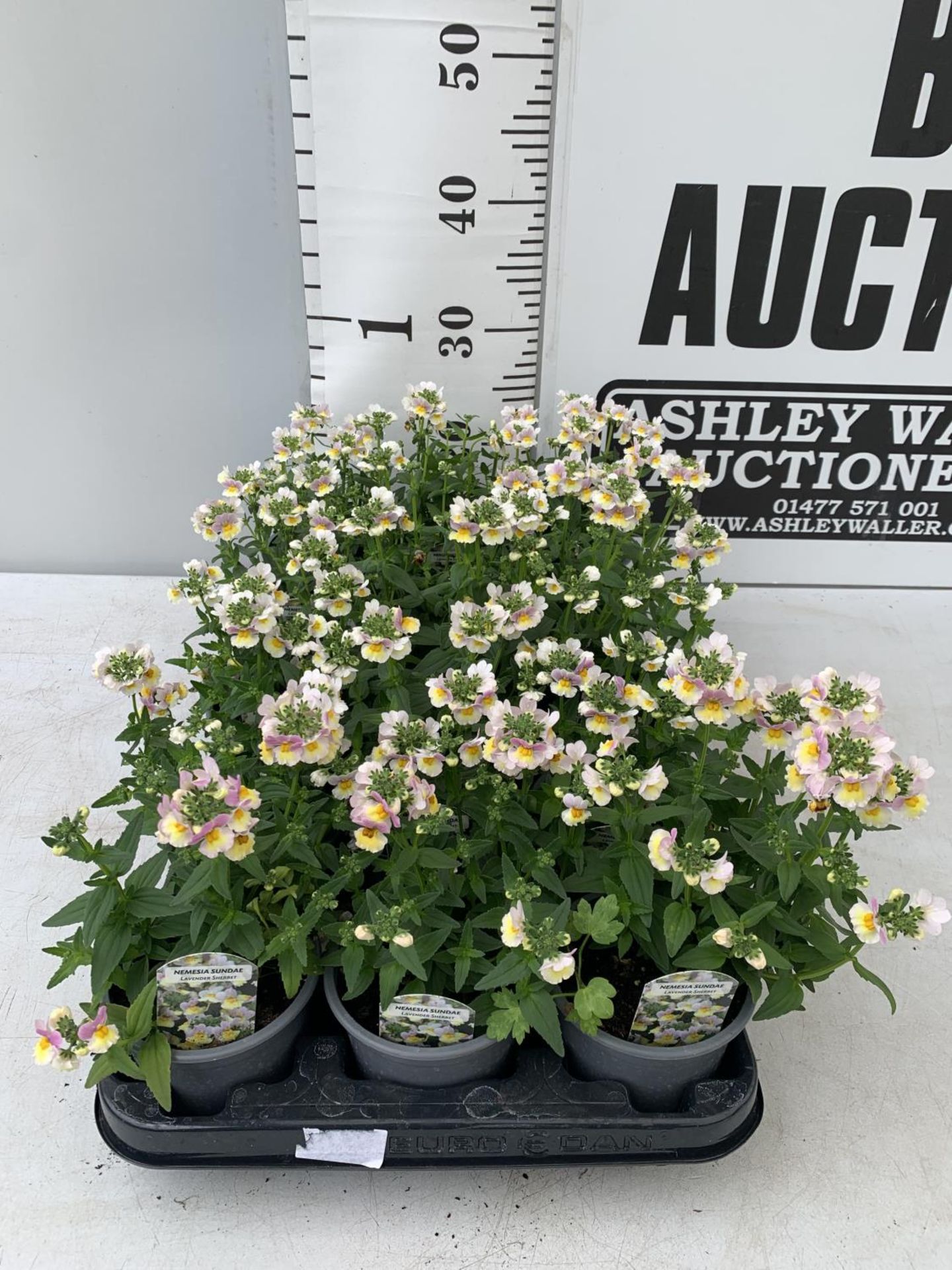 FIFTEEN NEMESIA SUNDAE 'LAVENDER SHERBET' ON A TRAY PLUS VAT TO BE SOLD FOR THE 15
