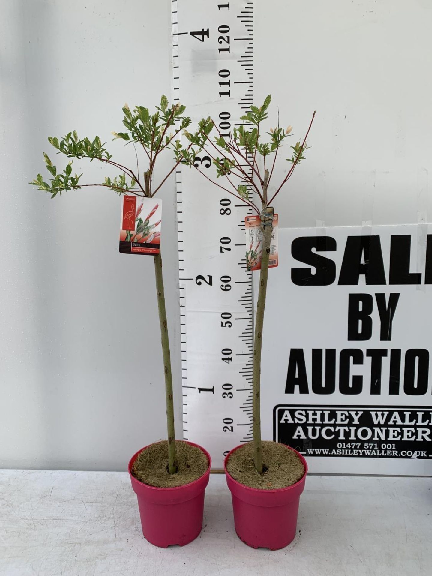 A PAIR OF SALIX LIVING WILLOW EXCLUSIVE IN 7.5 LTR POTS OVER 200 CM TALL TO BE SOLD FOR THE PAIR - Image 2 of 13