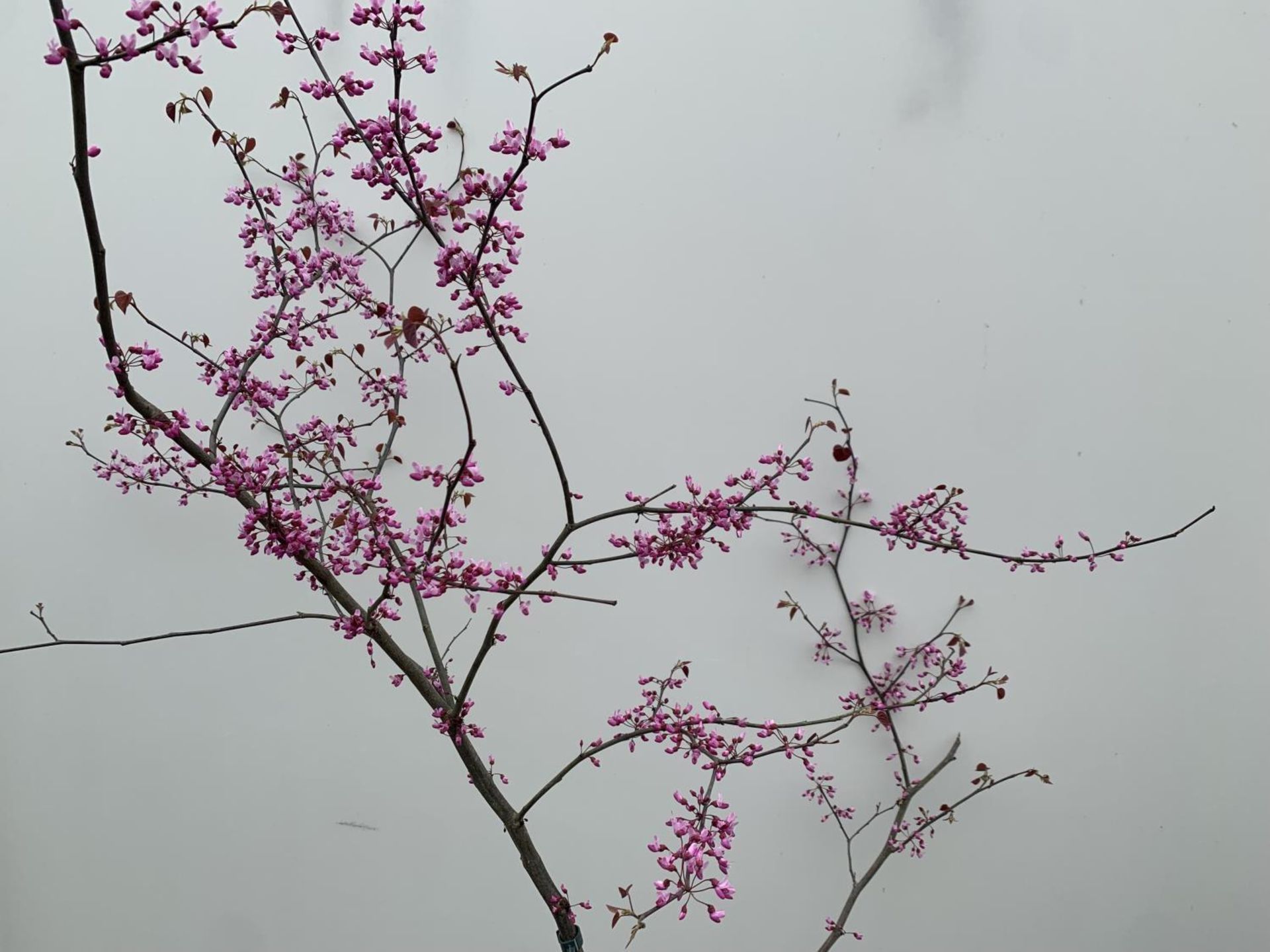 A CERCIS CANADENSIS CANADIAN REDBUD TREE IN PINK FLOWER OVER 2 METRES IN HEIGHT PLUS VAT IN A 7 - Image 6 of 8