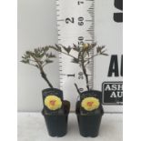 TWO JAPANESE TREE PEONIES IN BUD YELLOW IN 1 LTR POTS HEIGHT 45CM PLUS VAT TO BE SOLD FOR THE TWO