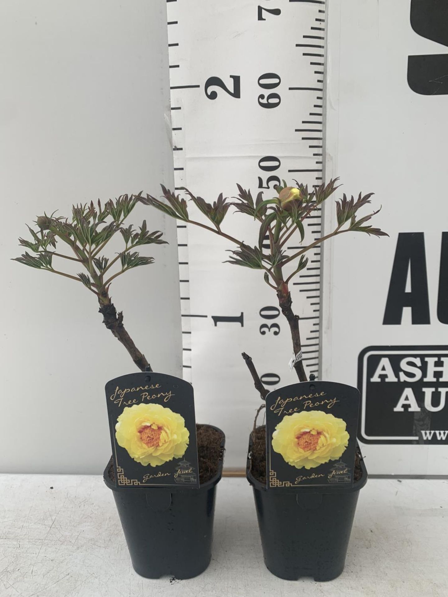 TWO JAPANESE TREE PEONIES IN BUD YELLOW IN 1 LTR POTS HEIGHT 45CM PLUS VAT TO BE SOLD FOR THE TWO