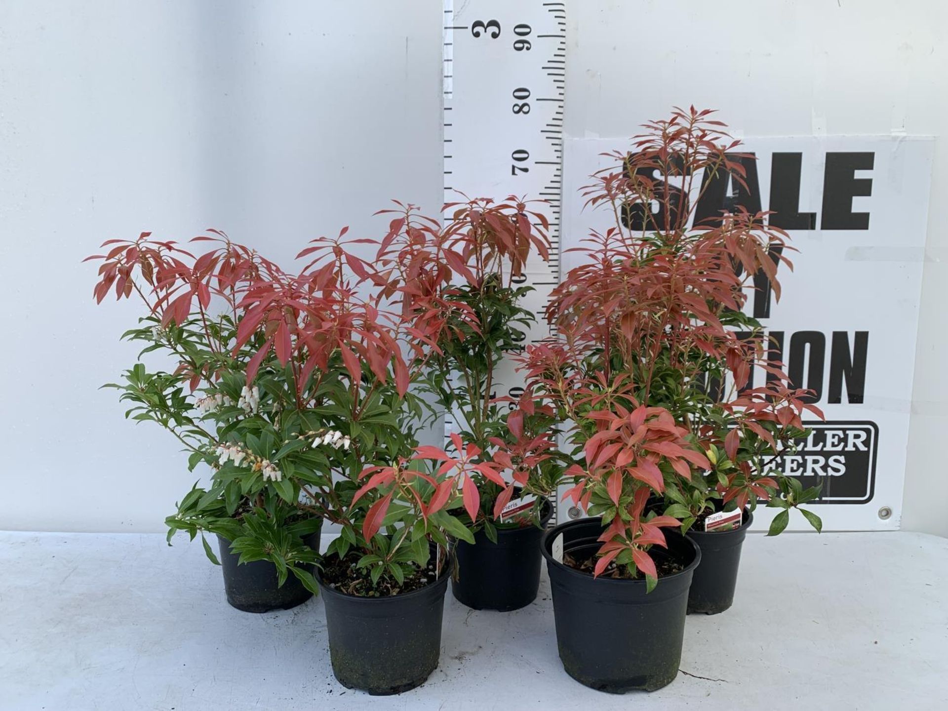 FIVE PIERIS MOUNTAIN FIRE 60CM TALL IN 2 LTR POTS TO BE SOLD FOR FIVE PLUS VAT - Image 2 of 10