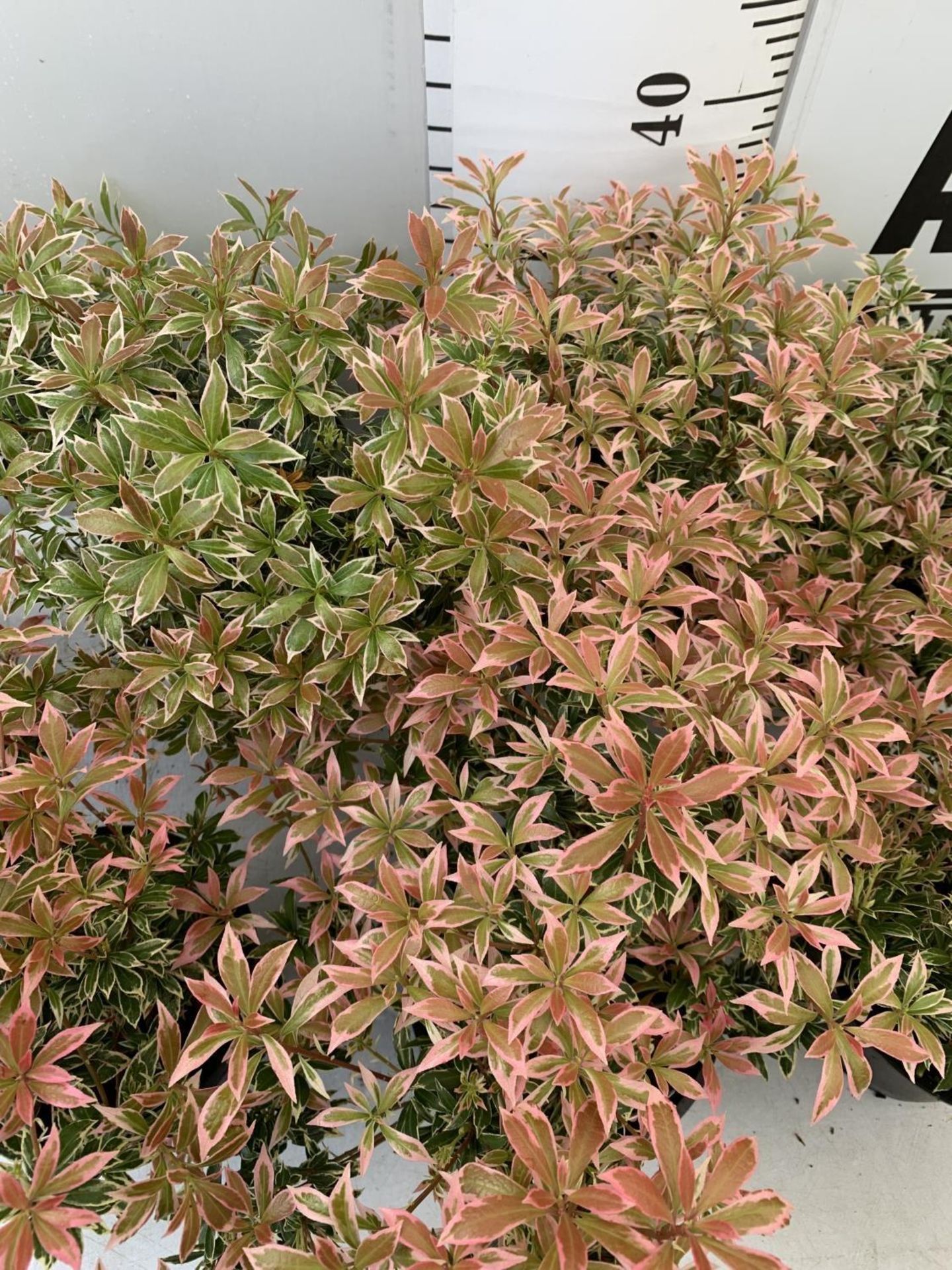SEVEN PIERIS LITTLE HEATH 45CM TALL IN 2 LTR POTS TO BE SOLD FOR THE SEVEN PLUS VAT - Image 8 of 13