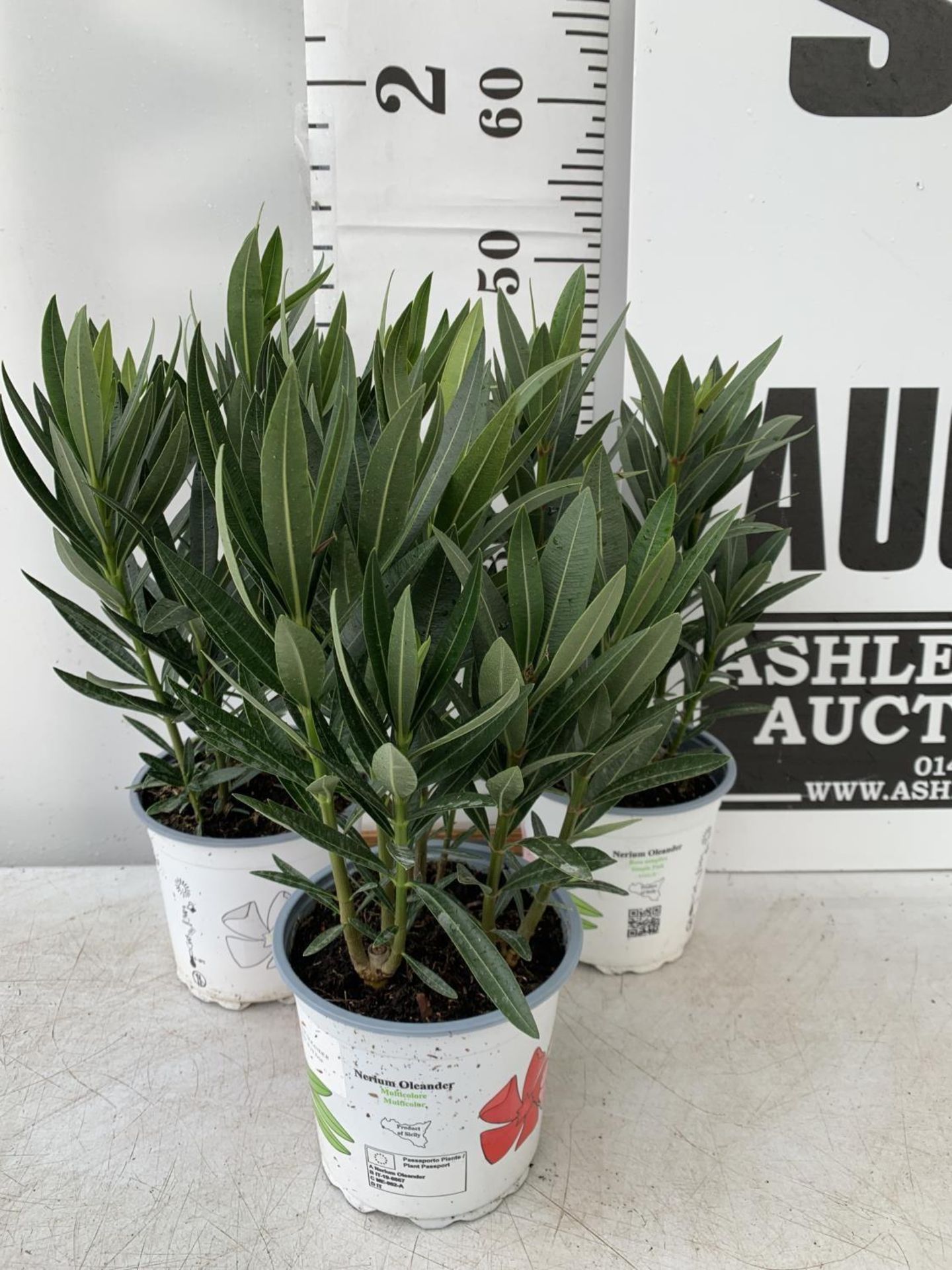 THREE MIXED OLEANDER NERIUM APPROX 45CM TALL IN 1 LTR POTS PLUS VAT TO BE SOLD FOR THE THREE