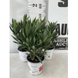THREE MIXED OLEANDER NERIUM APPROX 45CM TALL IN 1 LTR POTS PLUS VAT TO BE SOLD FOR THE THREE