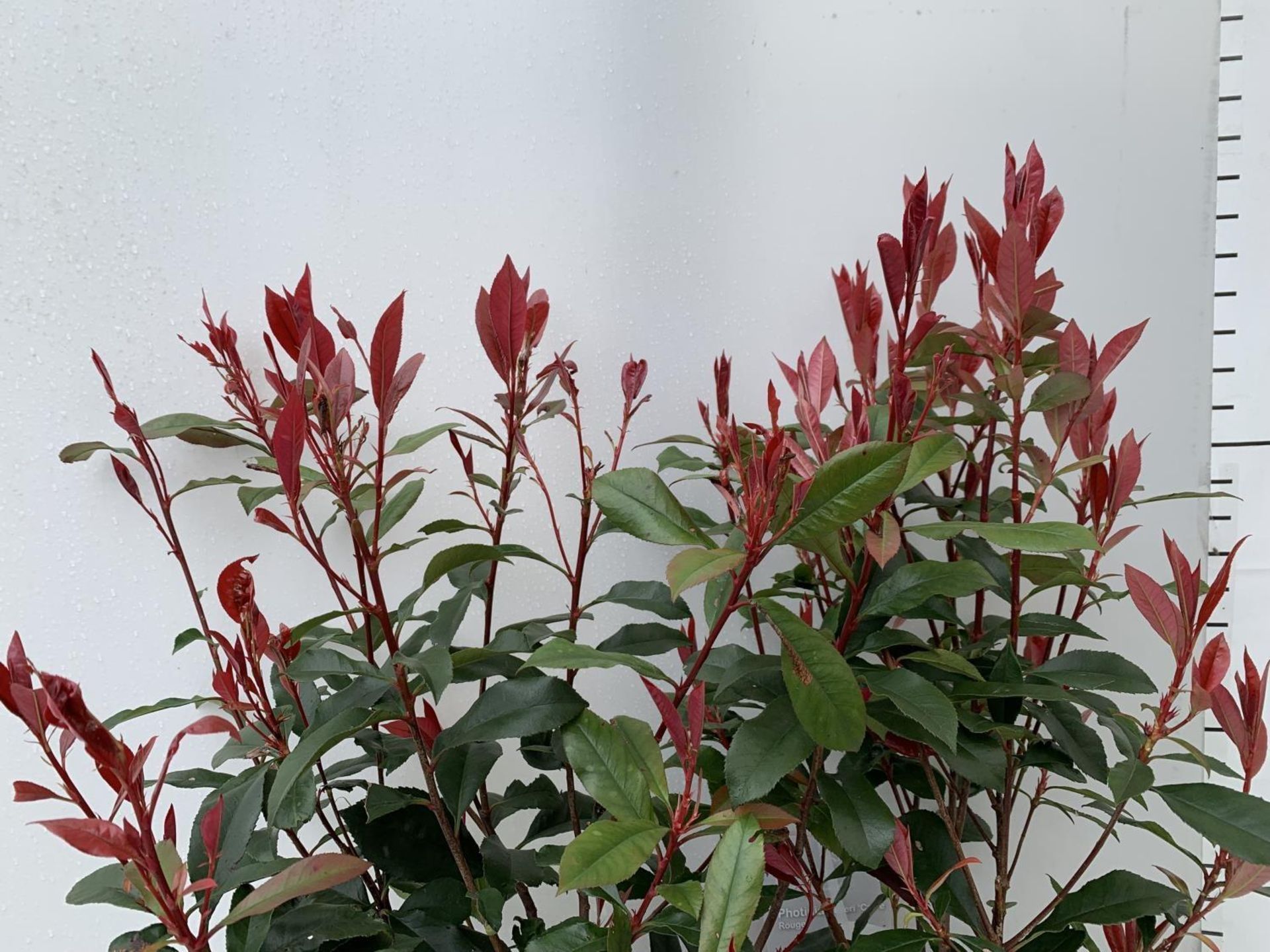 TWO PHOTINIA 'CARRE ROUGE' IN 3 LTR POTS APPROX 70CM IN HEIGHT PLUS VAT TO BE SOLD FOR THE TWO - Image 6 of 11
