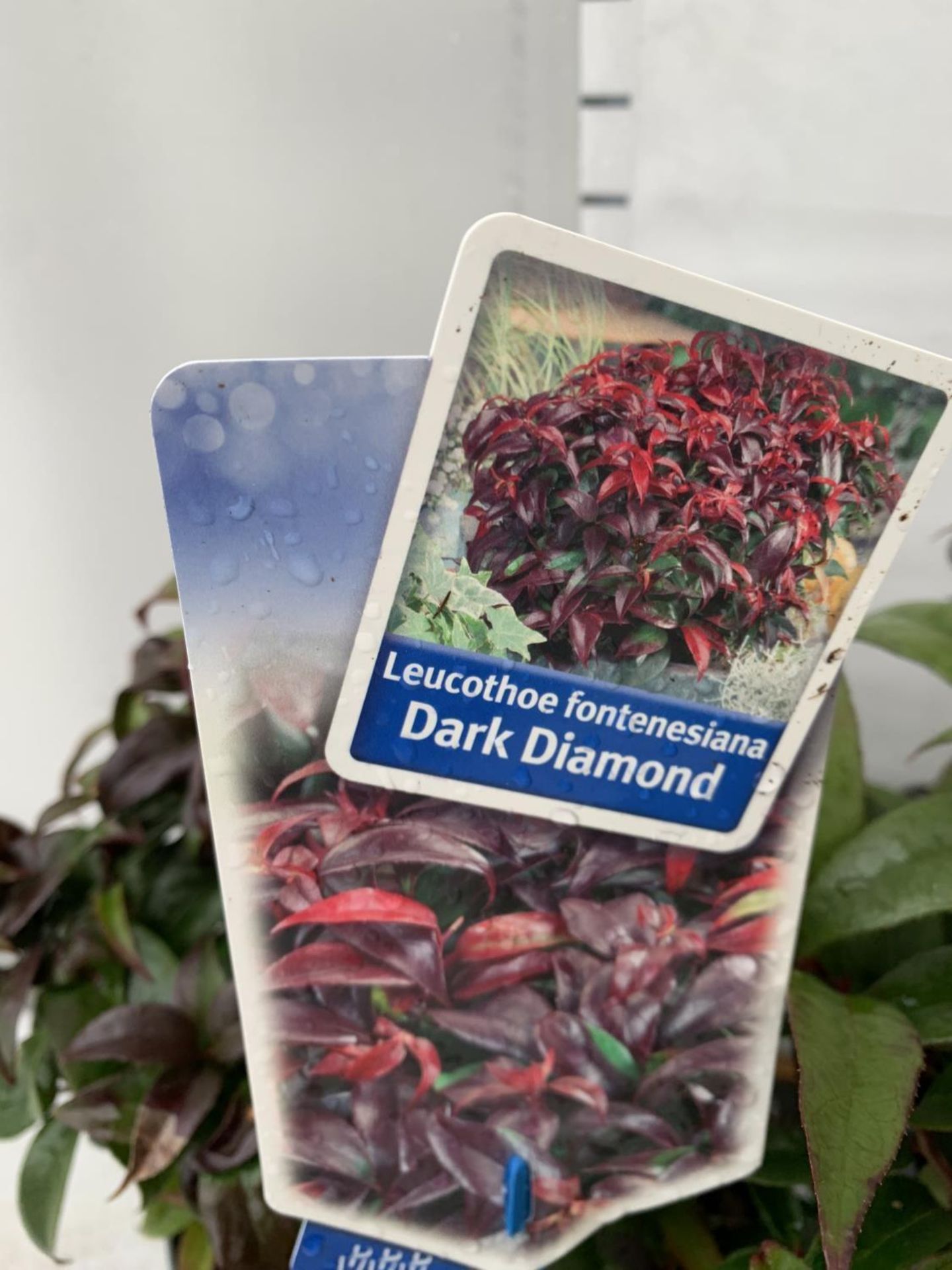 TWO LEUCOTHOE 'ROYAL RUBY' AND 'DARK DIAMOND' IN 2 LTR POTS 35CM TALL PLUS VAT TO BE SOLD FOR THE - Image 5 of 5