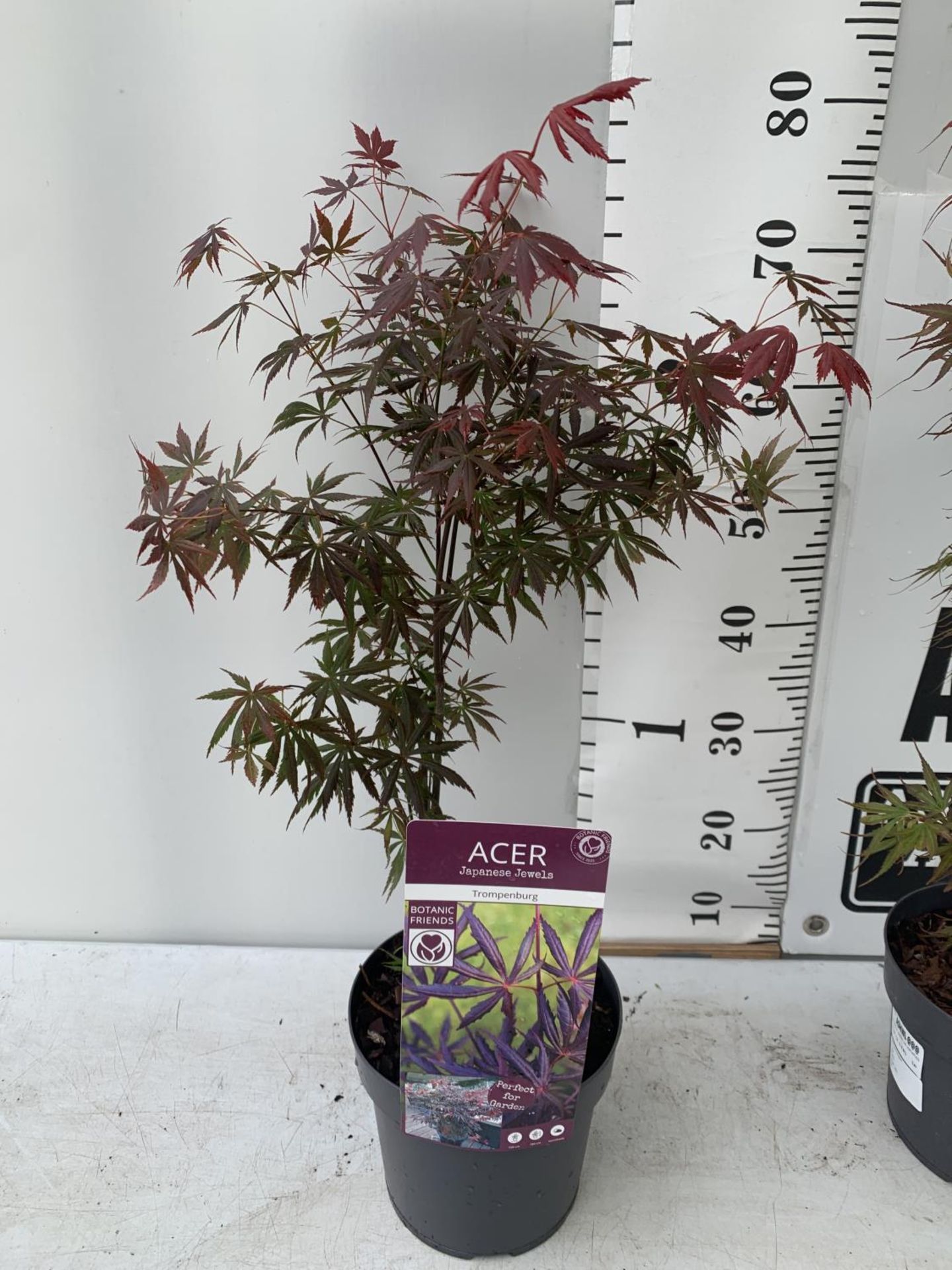 TWO ACER PALMATUM JAPANESE JEWELS IN 3 LTR POTS TO INCLUDE A TROMPENBURG AND A SHAINA 70 -80CM - Bild 2 aus 8