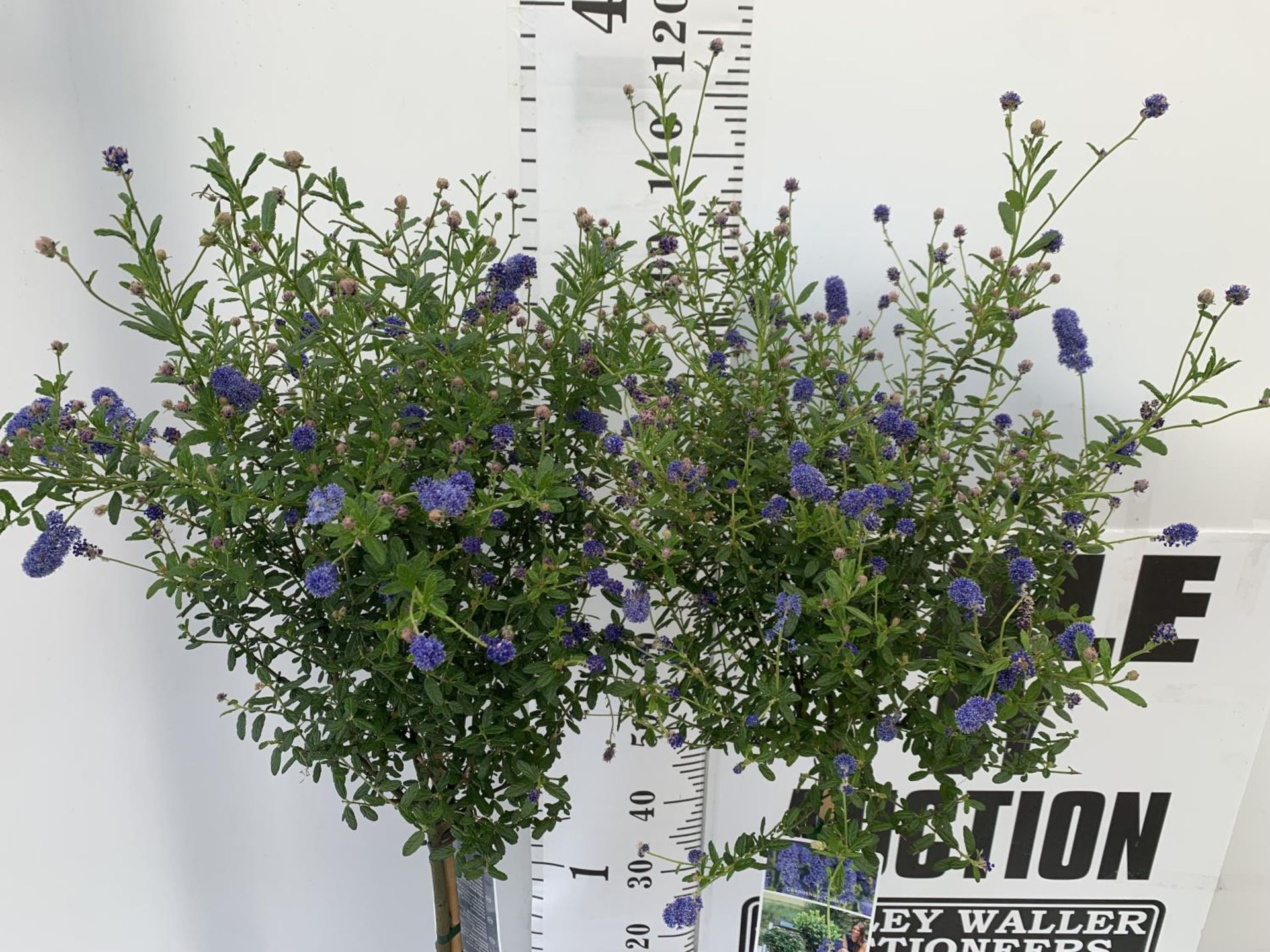TWO CEANOTHUS STANDARD TREES 'CONCHA' IN FLOWER APPROX 120CM IN HEIGHT IN 3 LTR POTS PLUS VAT TO - Image 2 of 6