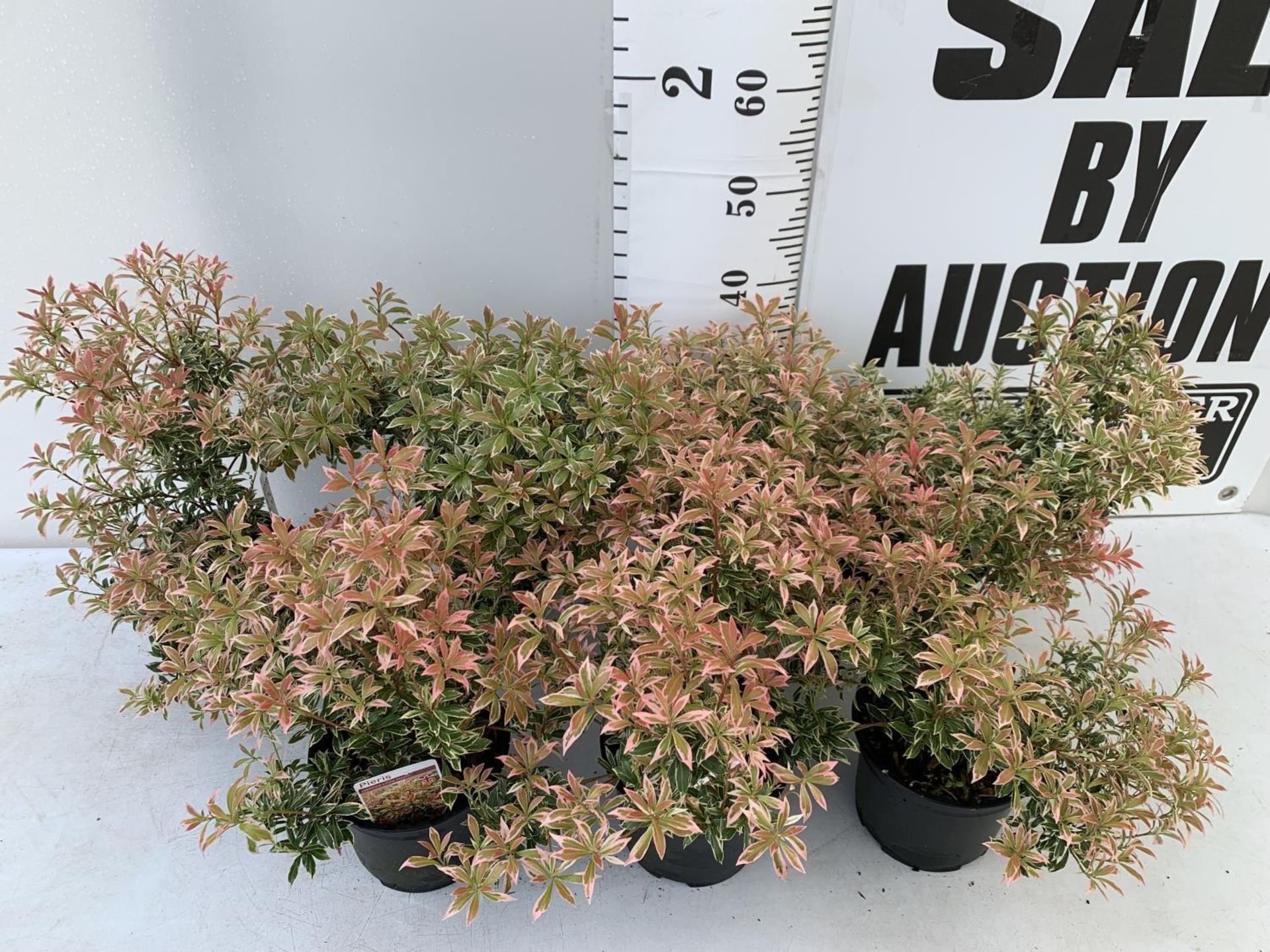 SEVEN PIERIS LITTLE HEATH 45CM TALL IN 2 LTR POTS TO BE SOLD FOR THE SEVEN PLUS VAT - Image 4 of 13