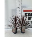TWO CORDYLINE AUSTRALIS RED STAR IN 2 LTR POTS HEIGHT OVER 60CM PLUS VAT TO BE SOLD FOR THE TWO