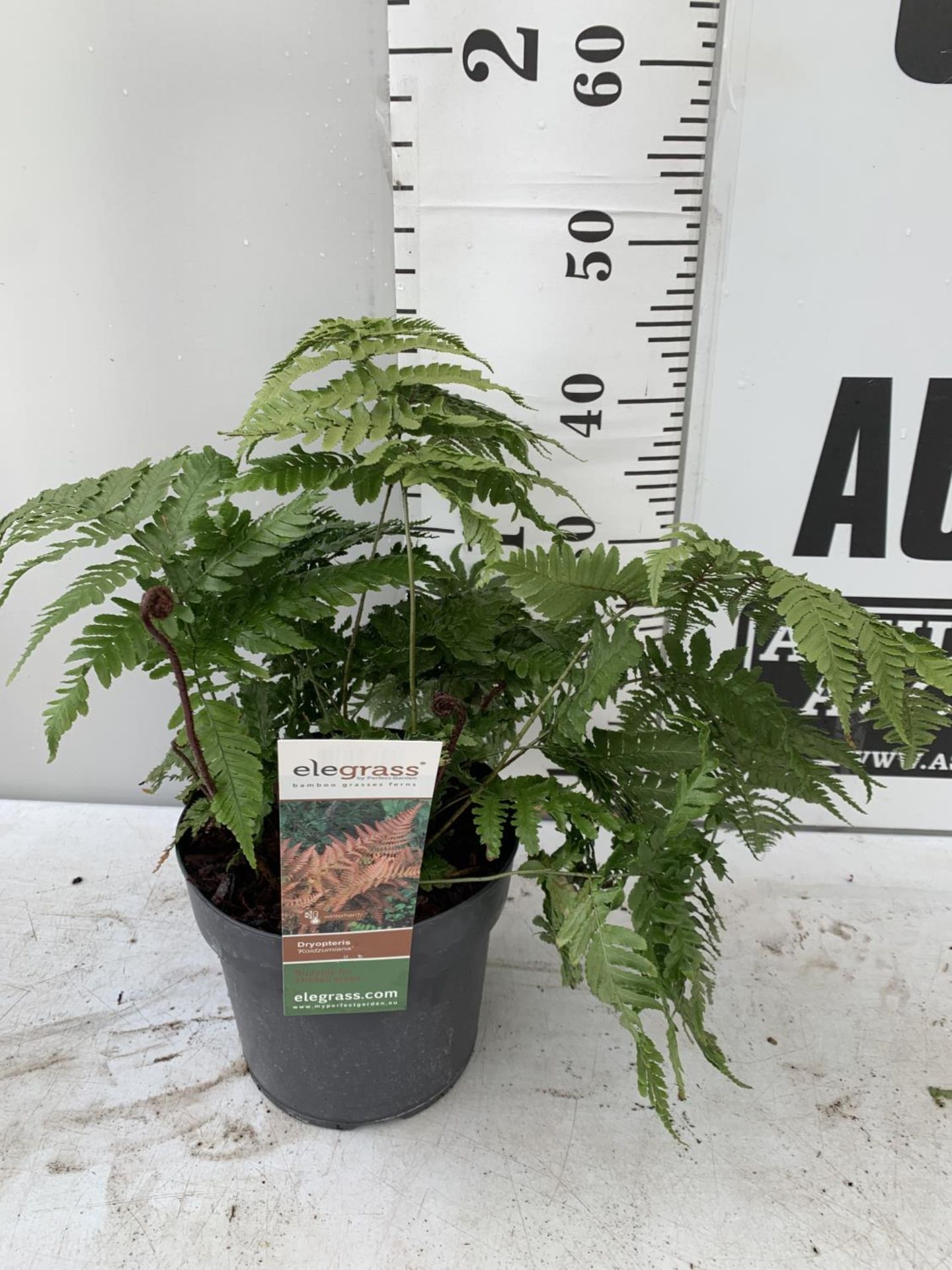 TWO LARGE ELEGRASS FERNS POLYSTICHUM AND DRYOPTERIS IN 3 LTR POTS 30-40CM TALL TO BE SOLD FOR THE - Image 6 of 9