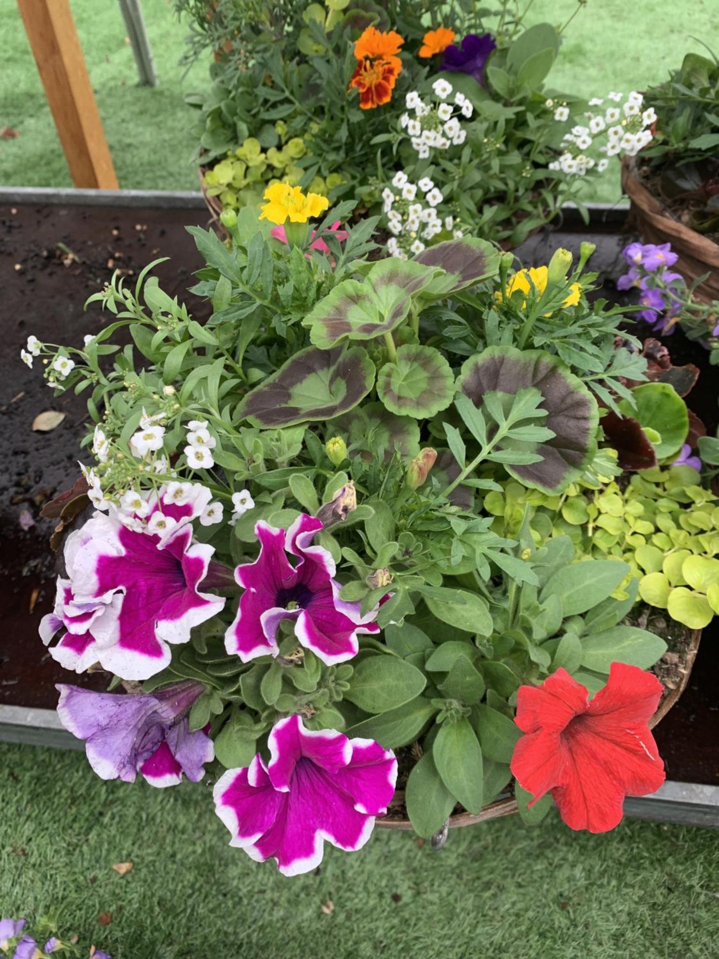 FOUR WICKER HANGING BASKETS WITH MIXED BEDDING AND TRAILING PLANTS TO INCLUDE PETUNIA, MARIGOLD, - Bild 2 aus 7