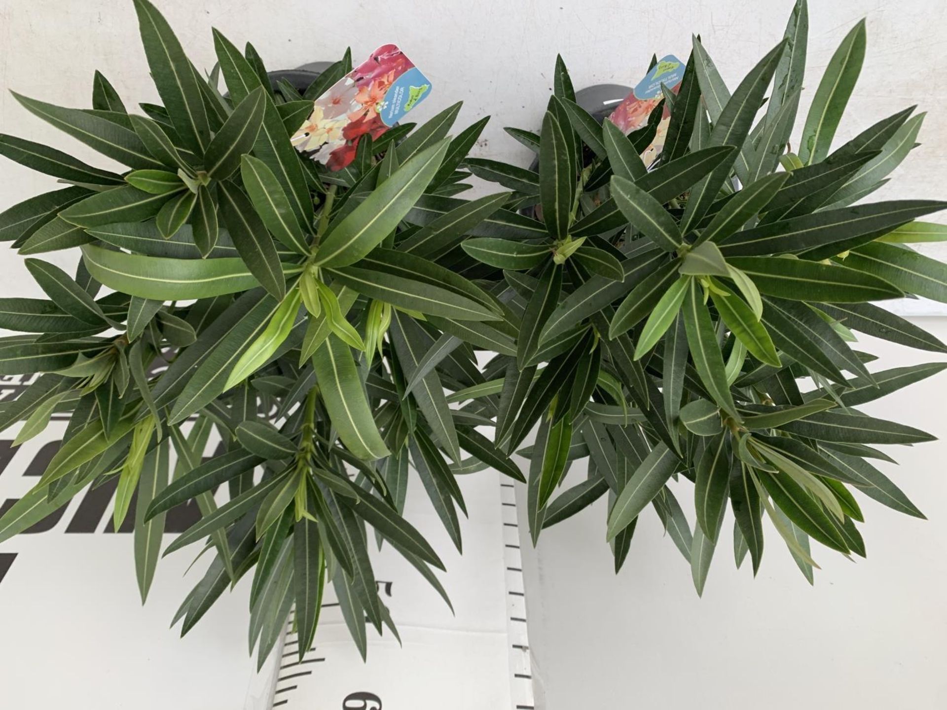 TWO OLEANDER NERIUM SHRUBS MULTICOLOURED APPROX 60CM TALL IN 4 LTR POTS PLUS VAT TO BE SOLD FOR - Image 4 of 10