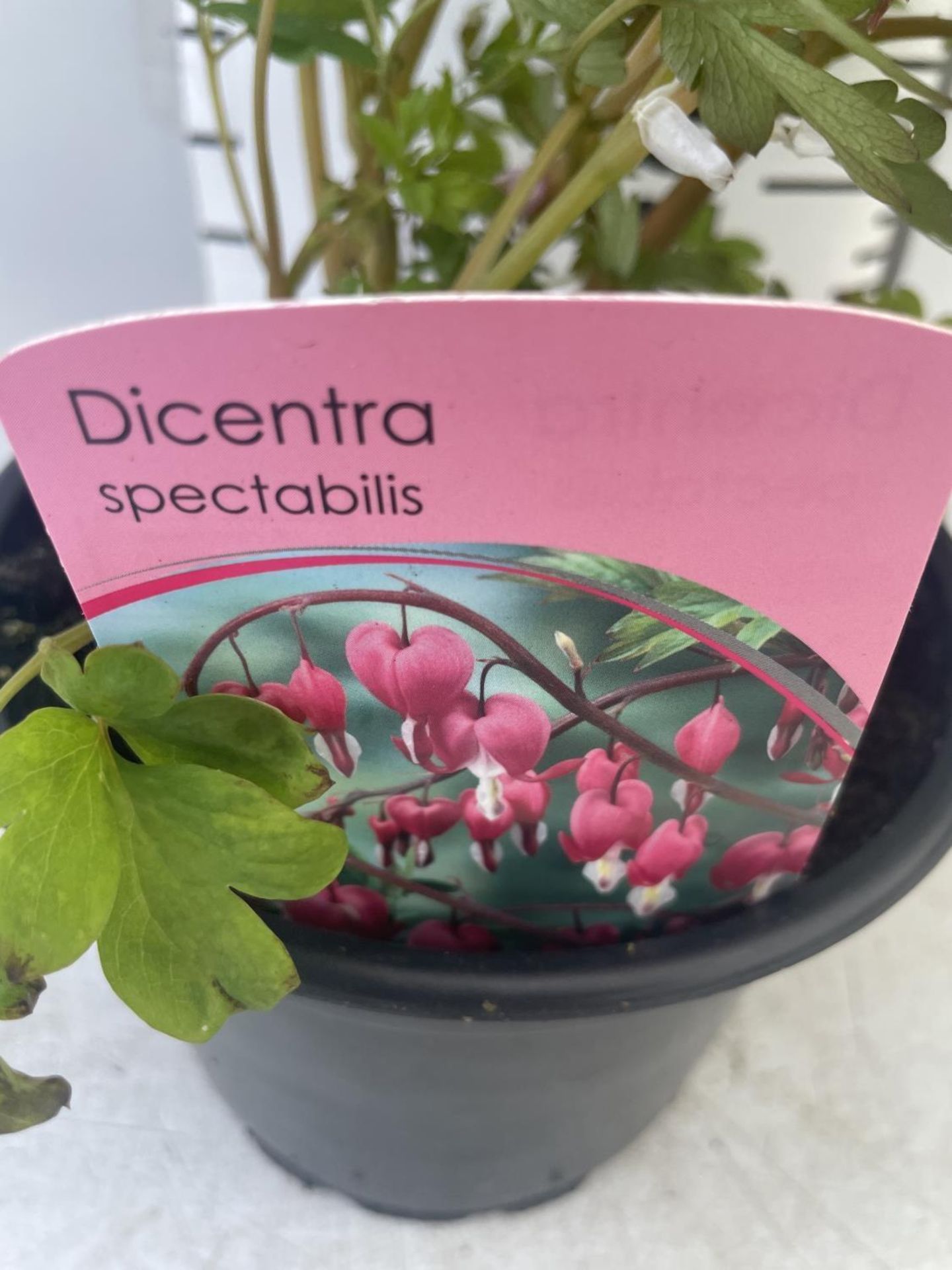 SIX DICENTRA SPECTABILIS BLEEDING HEART 50CM TALL IN 2 LTR POTS TO BE SOLD FOR THE SIX PLUS VAT - Image 10 of 11