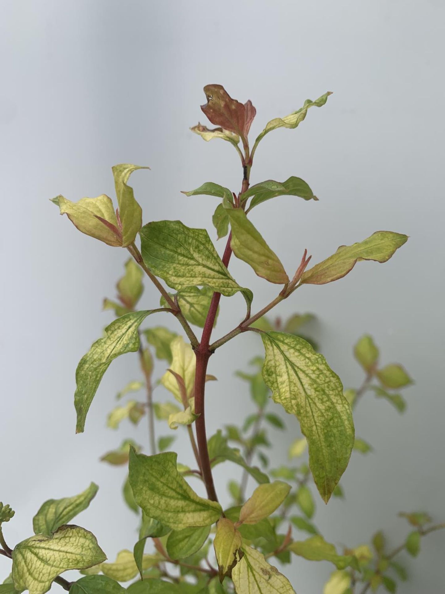 TWO CORNUS SANGUINEA 'MIDWINTER FIRE' IN 4 LTR POTS APPROX 90CM IN HEIGHT PLUS VAT TO BE SOLD FOR - Image 3 of 4