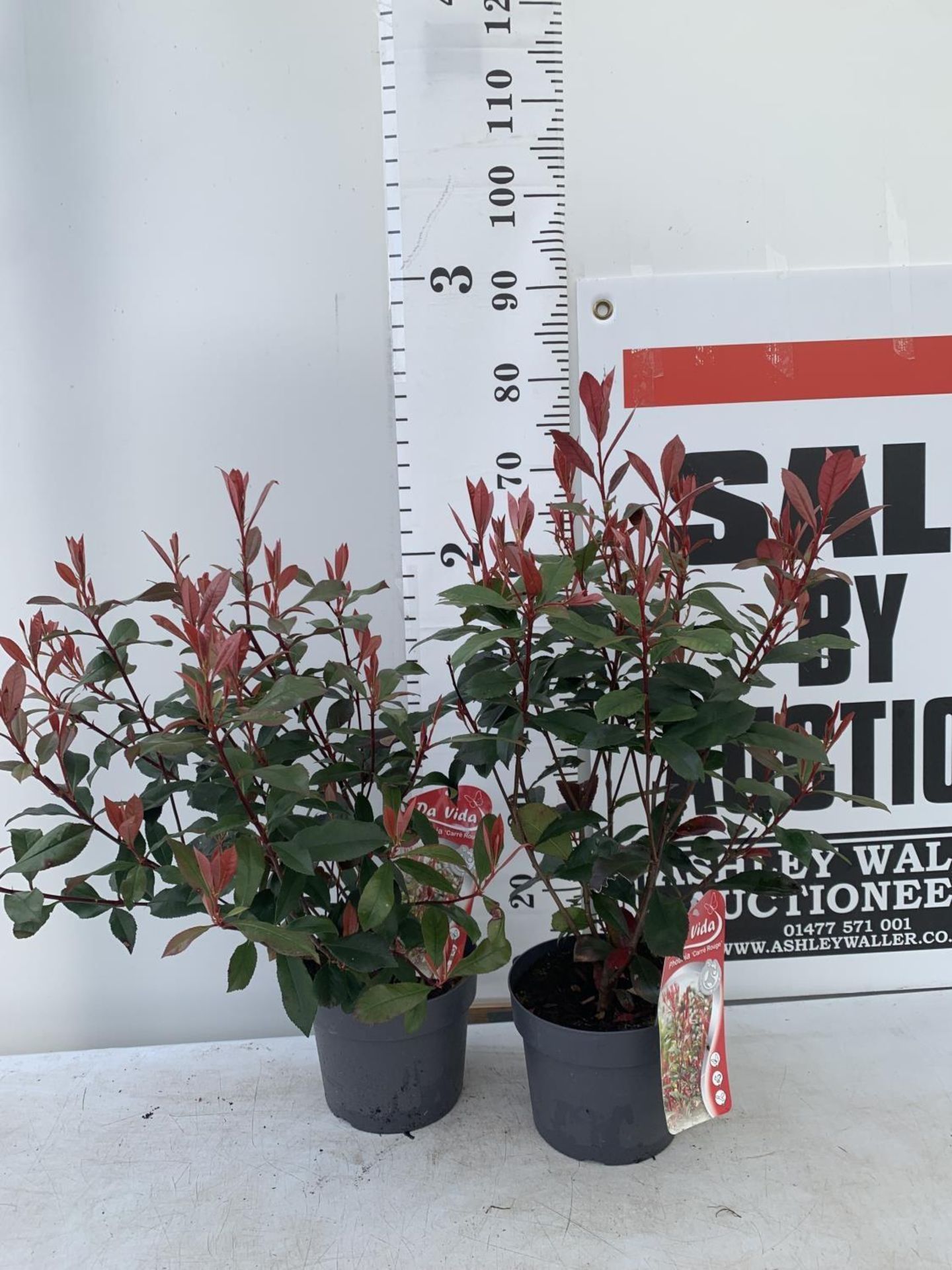 TWO PHOTINIA 'CARRE ROUGE' IN 3 LTR POTS APPROX 70CM IN HEIGHT PLUS VAT TO BE SOLD FOR THE TWO