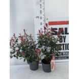 TWO PHOTINIA 'CARRE ROUGE' IN 3 LTR POTS APPROX 70CM IN HEIGHT PLUS VAT TO BE SOLD FOR THE TWO