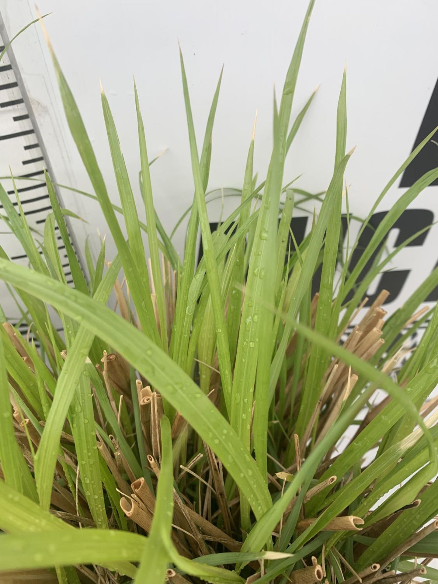 TWO ORNAMENTAL GRASSES 'PENNISETUM VIRIDESCENS' IN 10 LTR POTS APPROX 60CM IN HEIGHT PLUS VAT TO - Image 3 of 4