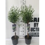 TWO LAVENDER 'AUGUSTFOLIA' STANDARD TREES OVER A METRE IN HEIGHT IN 3LTR POTS PLUS VAT TO BE SOLD