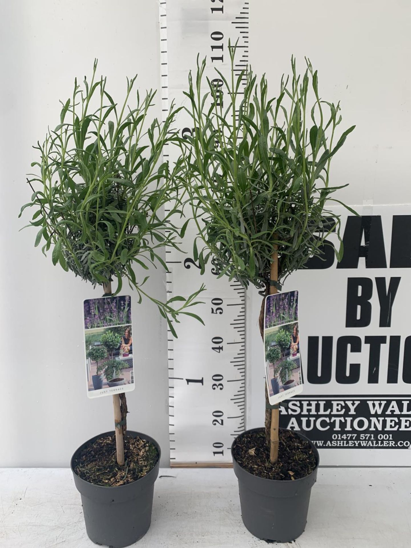 TWO LAVENDER 'AUGUSTFOLIA' STANDARD TREES OVER A METRE IN HEIGHT IN 3LTR POTS PLUS VAT TO BE SOLD