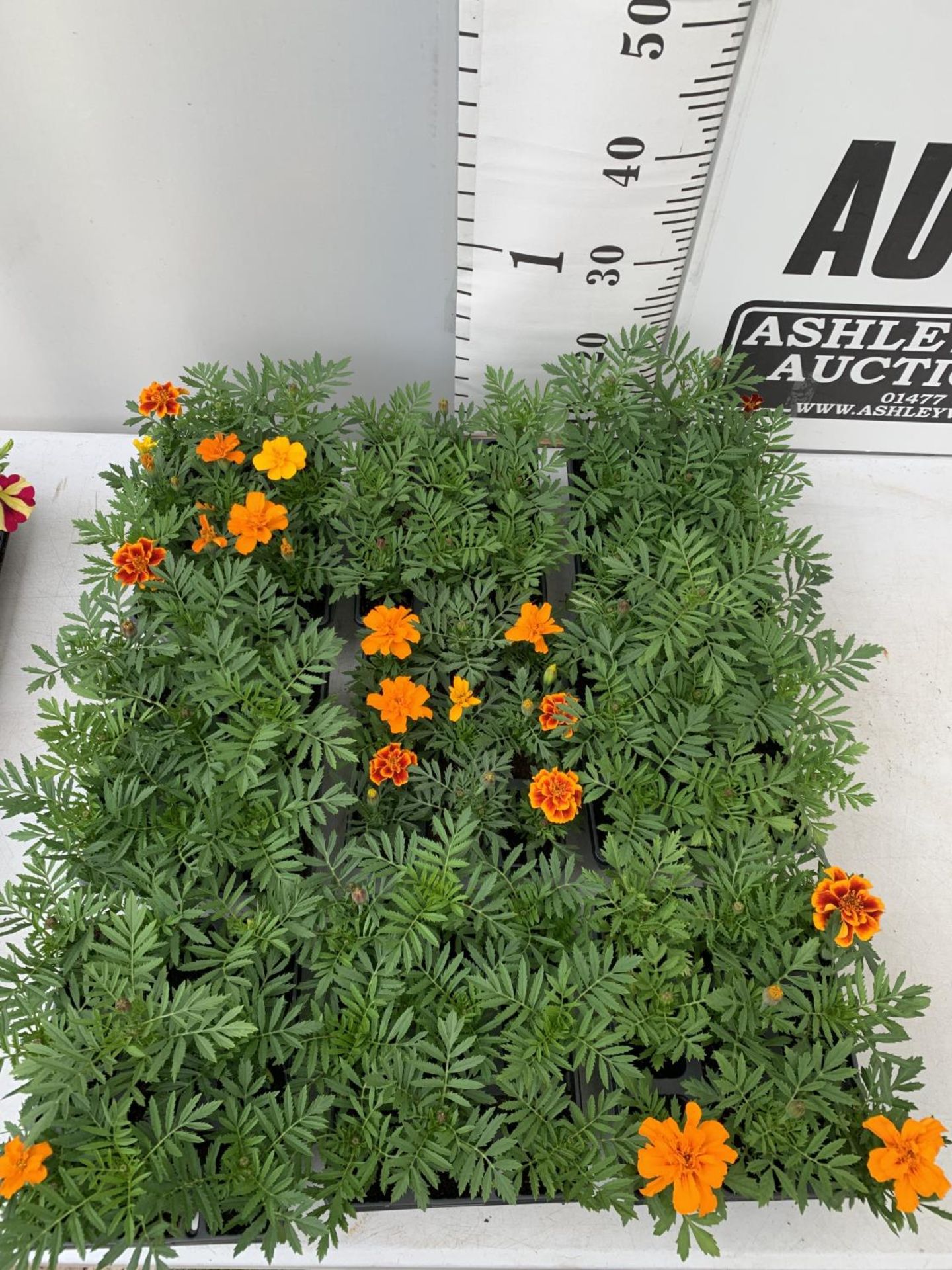 NINE TRAYS OF MARIGOLD PLANTS WITH NINE PLANTS IN EACH TRAY PLUS VAT TO BE SOLD FOR THE NINE TRAYS
