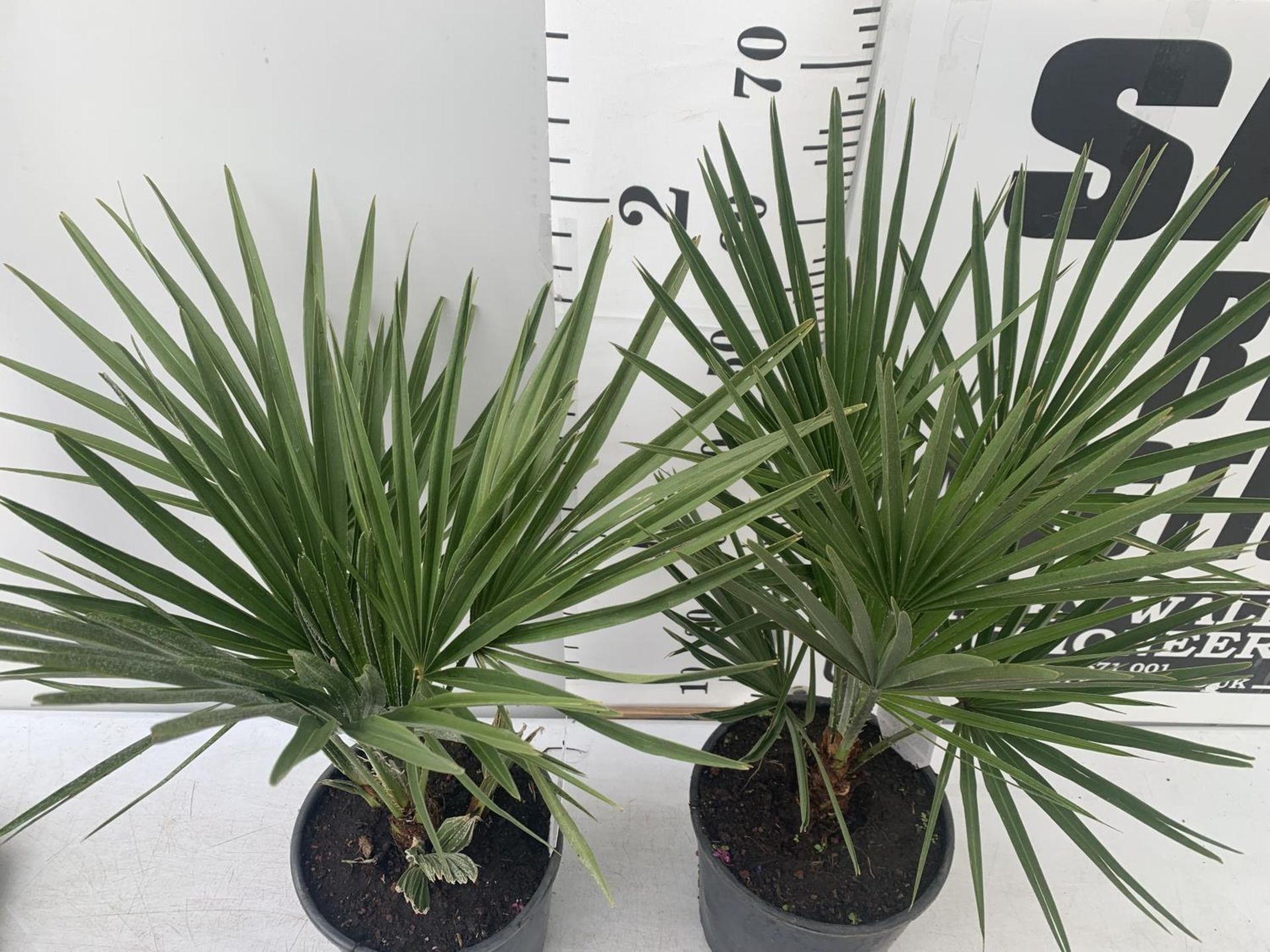 TWO CHAMAEROPS HUMILIS HARDY IN 3 LTR POTS APPROX 70CM IN HEIGHT PLUS VAT TO BE SOLD FOR THE TWO - Image 2 of 4