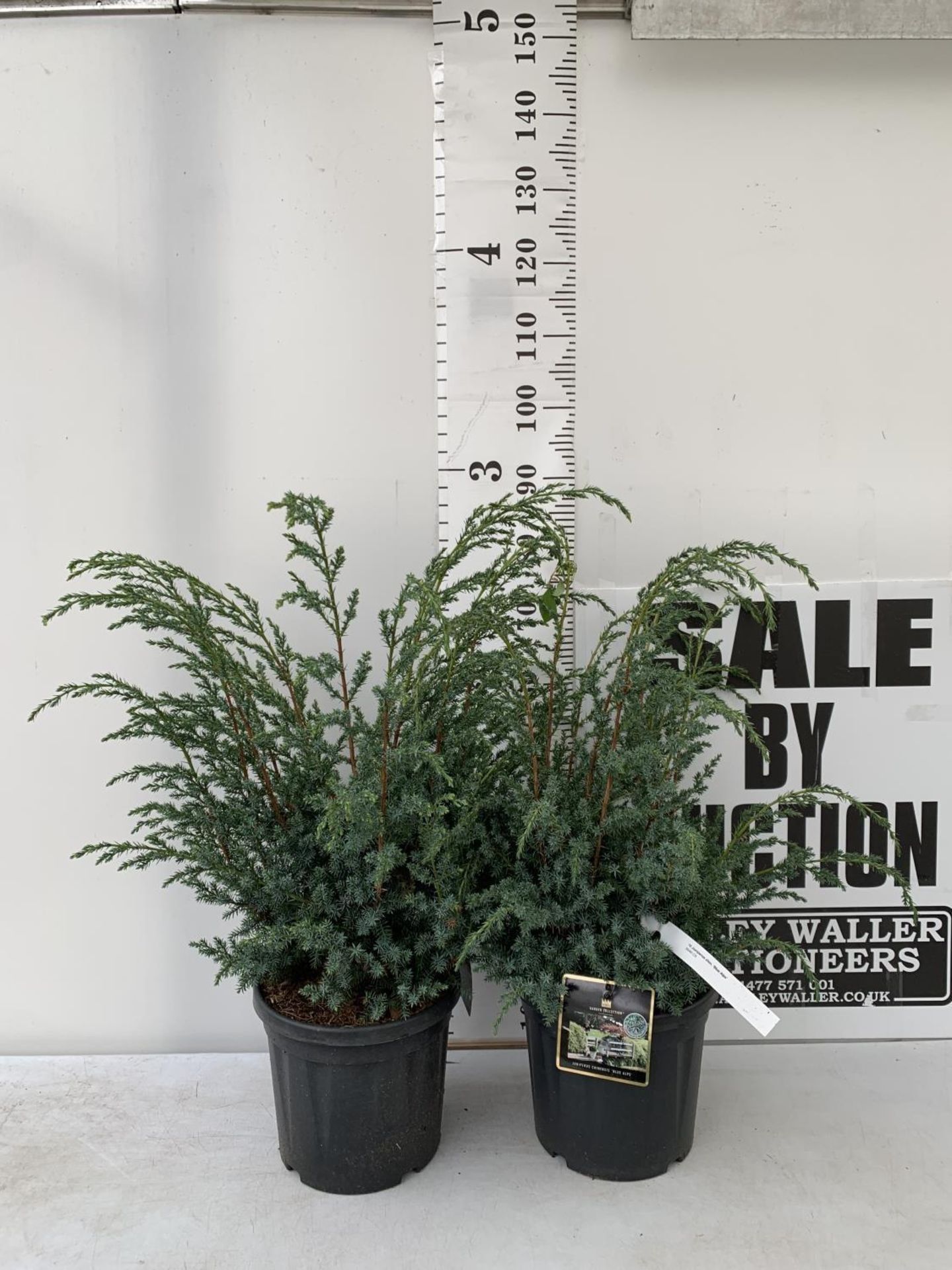 TWO JUNIPERUS CHINENSIS BLUE ALPS IN 7 LTR POTS A METRE IN HEIGHT PLUS VAT TO BE SOLD FOR THE TWO - Image 2 of 11