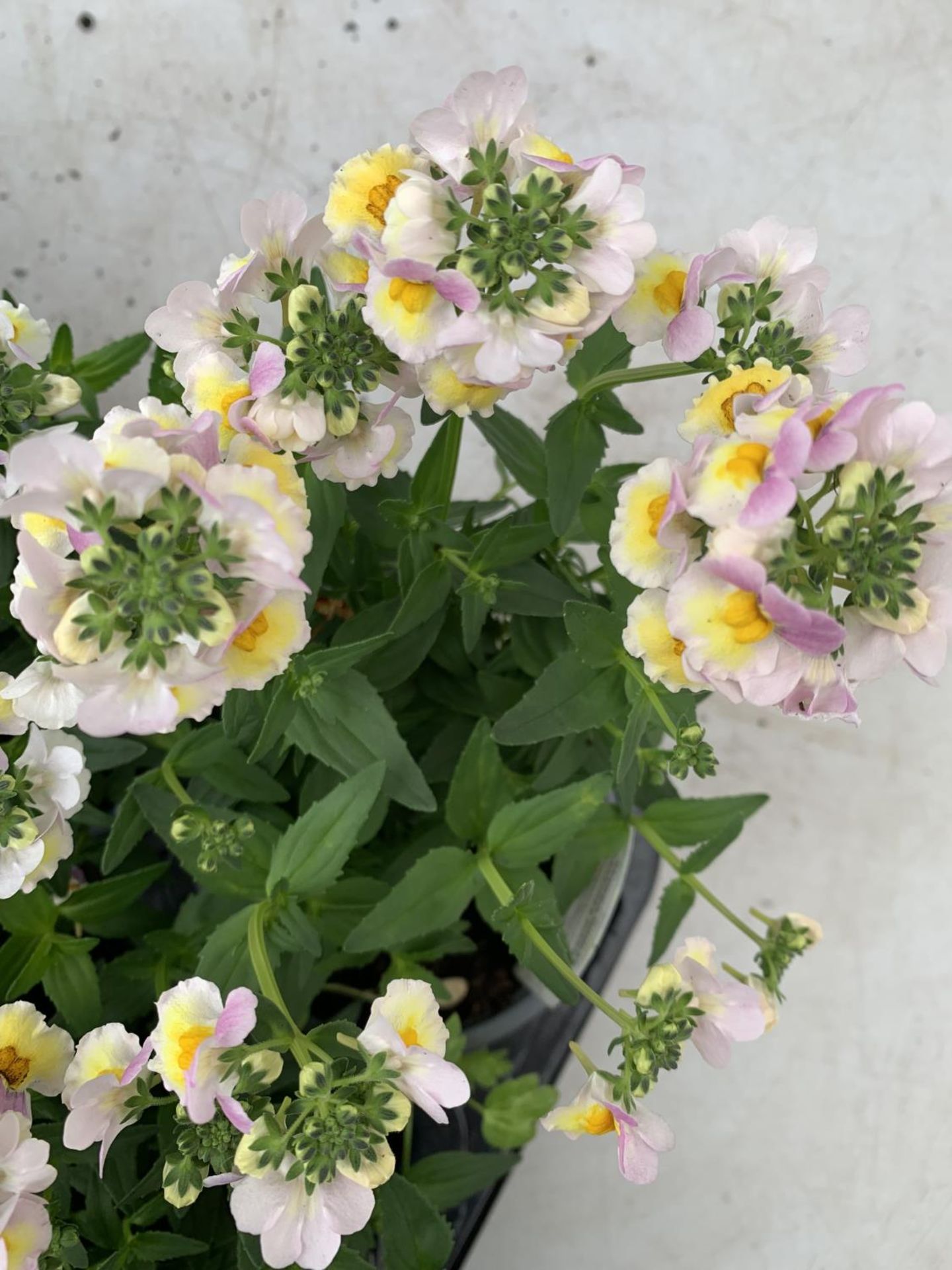 FIFTEEN NEMESIA SUNDAE 'LAVENDER SHERBET' ON A TRAY PLUS VAT TO BE SOLD FOR THE 15 - Image 5 of 5