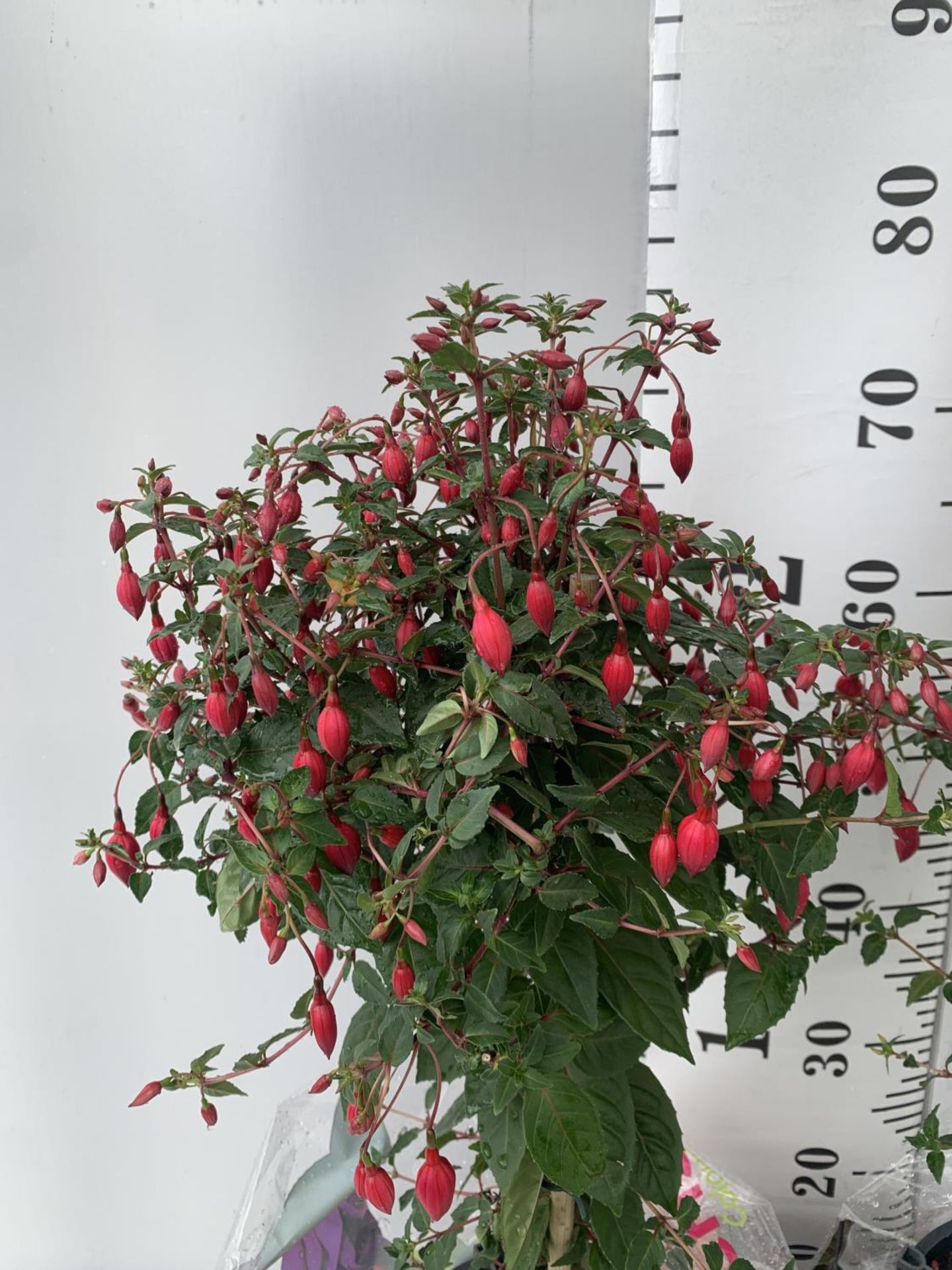 TWO BELLA STANDARD FUCHSIA IN A 3 LTR POTS 70CM -80CM TALL TO BE SOLD FOR THE TWO PLUS VAT - Bild 2 aus 5