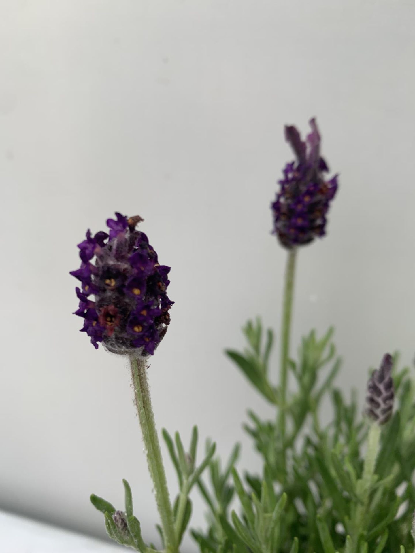 SIX LAVENDULA ST ANOUK COLLECTION IN DECORATIVE METAL POTS TO BE SOLD FOR THE SIX NO VAT - Image 5 of 6