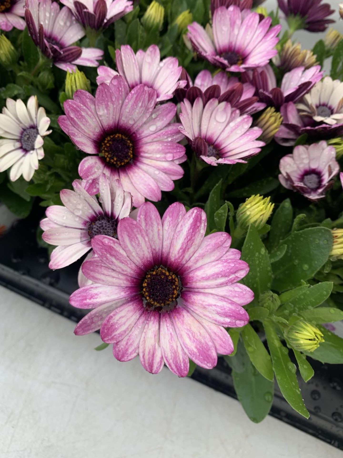 TWELVE PINK AND WHITE COLOURED OSTEOSPERMUM PLANTS TO BE SOLD FOR THE TWELVE PLUS VAT - Image 2 of 4