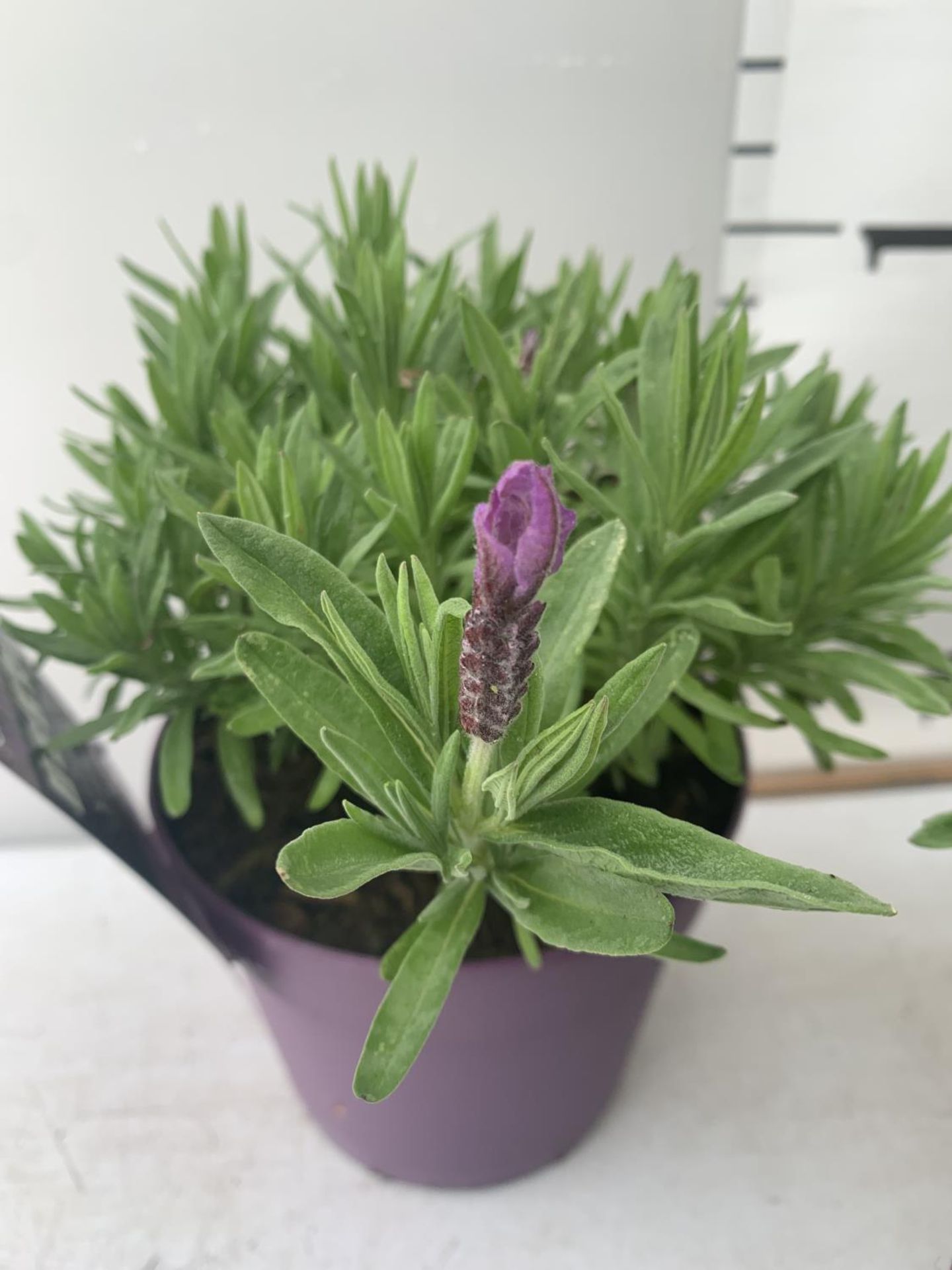 THREE LAVENDER PLANTS IN 2 LTR POTS APPROX 25CM IN HEIGHT PLUS VAT TO BE SOLD FOR THE THREE - Image 3 of 5