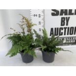 TWO LARGE FERNS POLYSTICHUM AND DRYOPTERIS IN 3 LTR POTS 30-40CM TALL TO BE SOLD FOR THE TWO PLUS