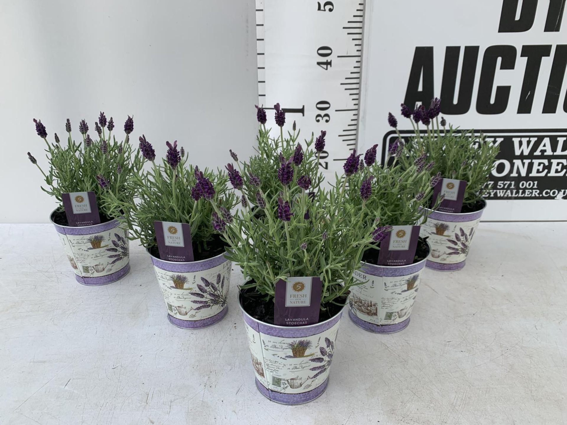 SIX LAVENDULA ST ANOUK COLLECTION IN DECORATIVE METAL POTS TO BE SOLD FOR THE SIX NO VAT