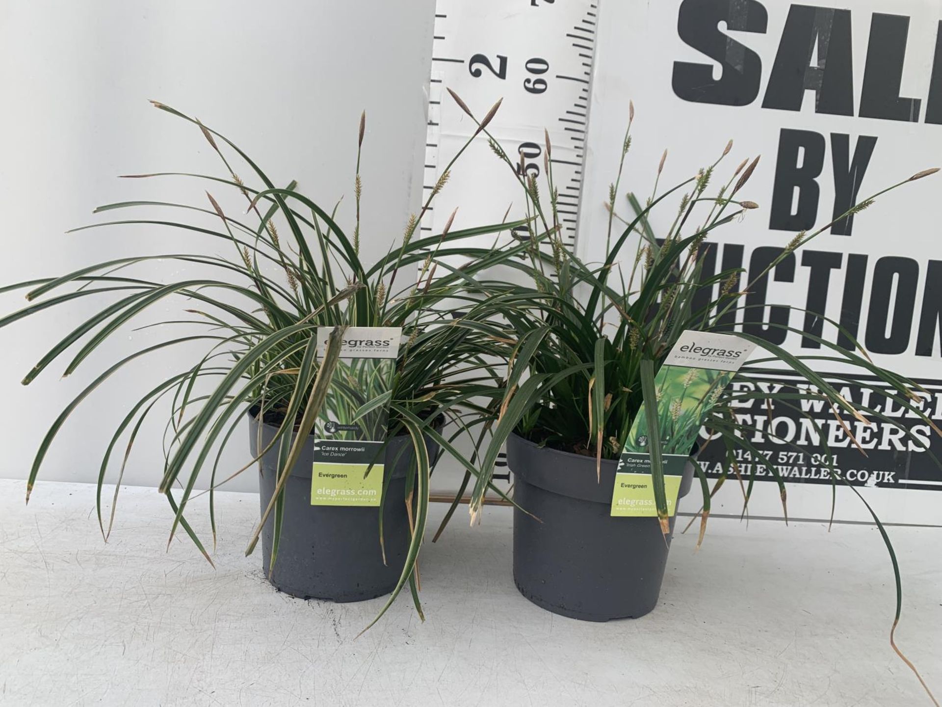 TWO HARDY ORNAMENTAL GRASSES CAREX MORROWII 'ICE DANCE' AND 'IRISH GREEN' IN 3 LTR POTS APPROX
