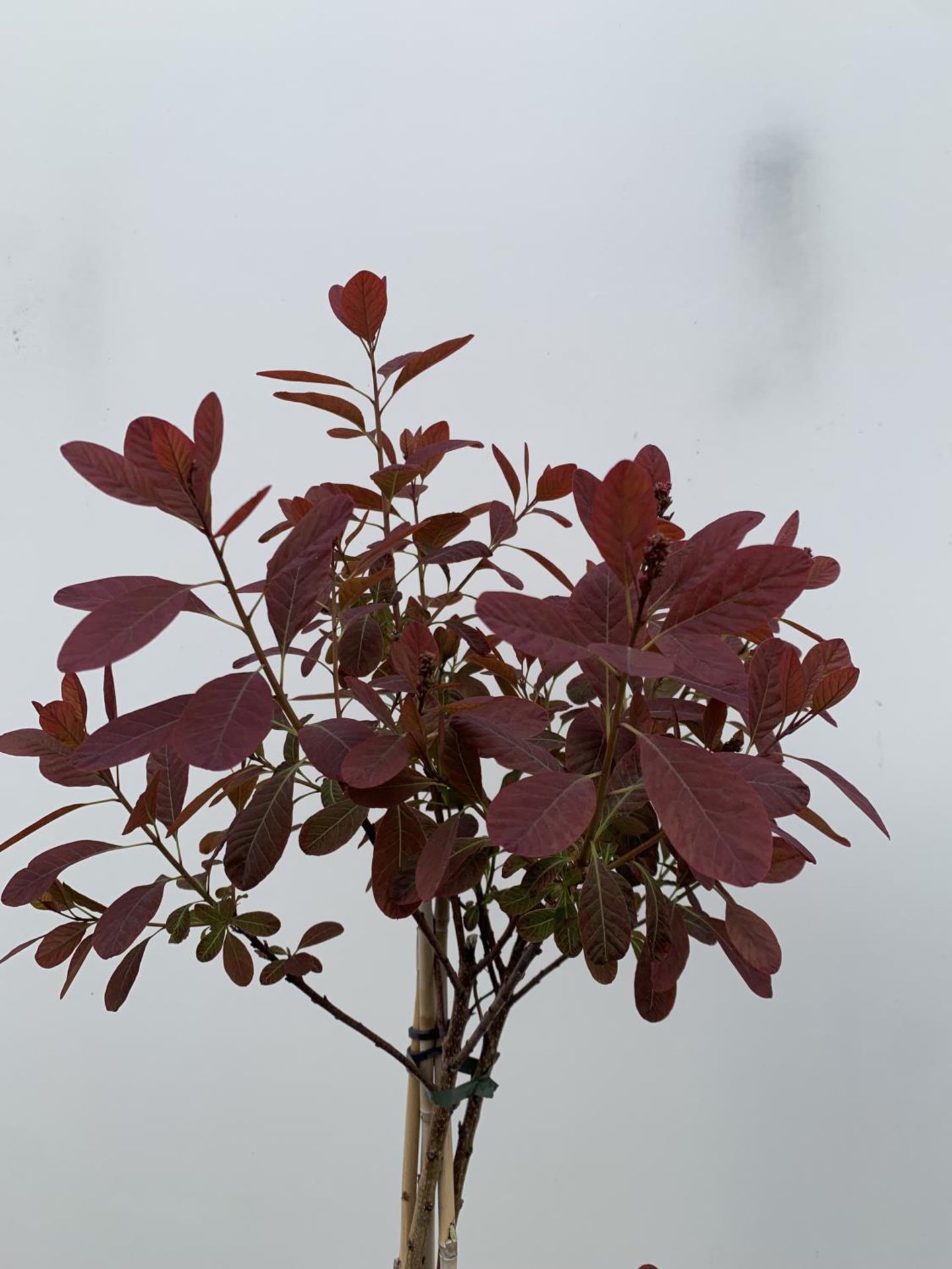 A COTINUS 'ROYAL PURPLE' SMOKE BUSH TREE OVER 160CM IN HEIGHT IN FLOWER IN A 10 LTR POT PLUS VAT - Image 7 of 13