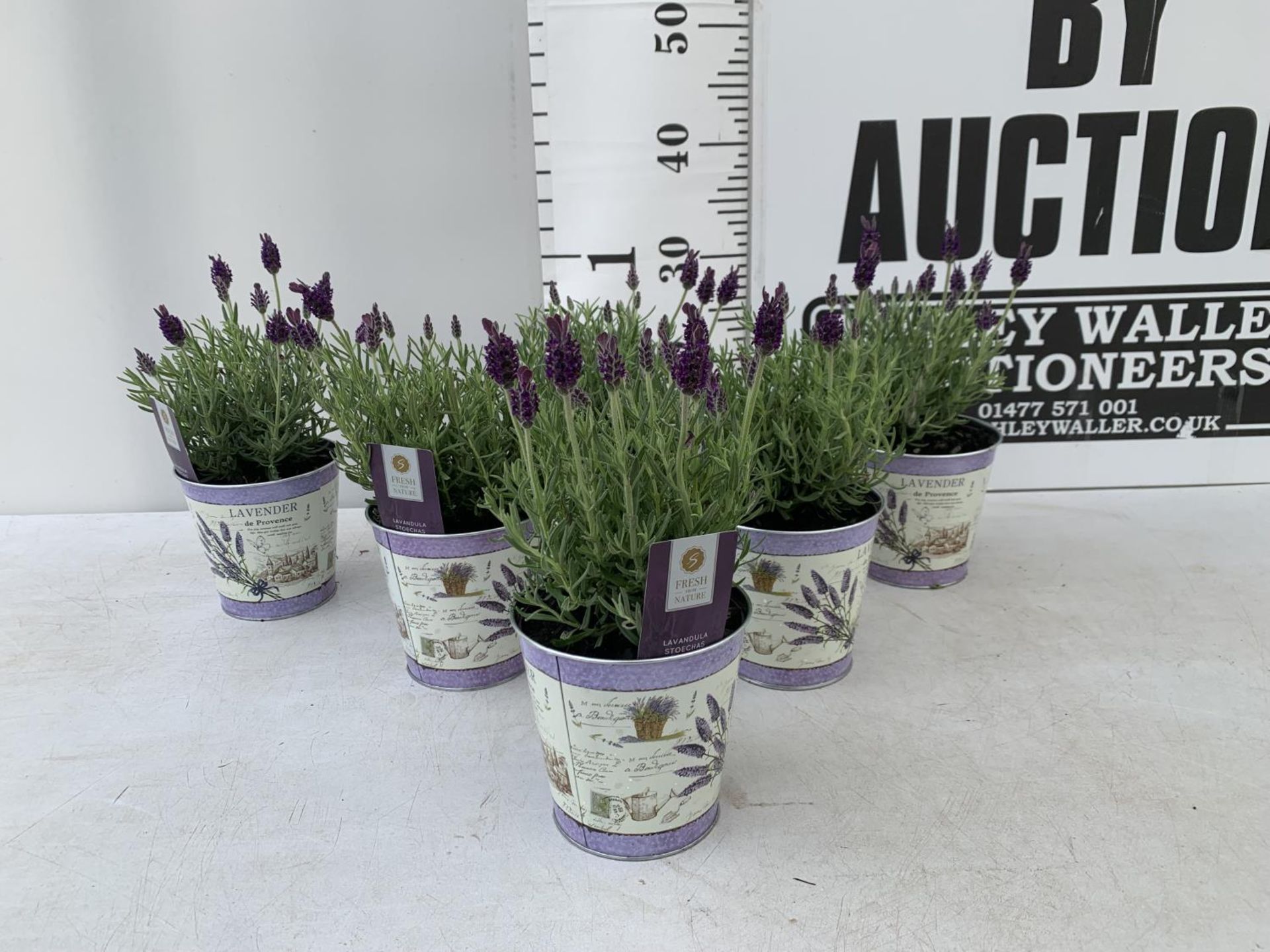 SIX LAVENDULA LAVENDER ST ANOUK COLLECTION IN DECORATIVE METAL POTS TO BE SOLD FOR THE SIX NO VAT