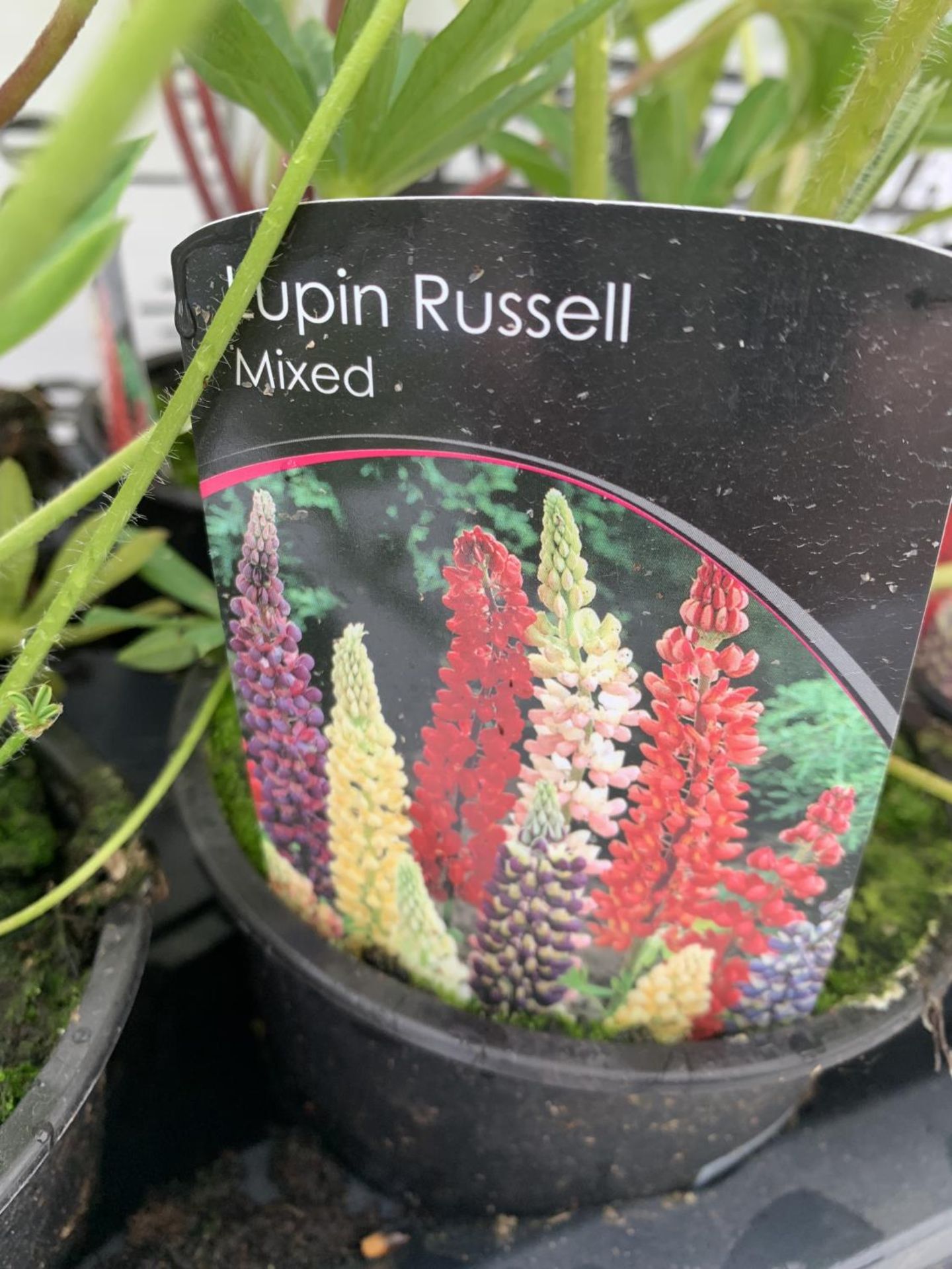 SIX LUPIN RUSSELL MIXED COLOURS ON A TRAY APPROX 40CM IN HEIGHT PLUS VAT TO BE SOLD FOR THE SIX - Image 4 of 4