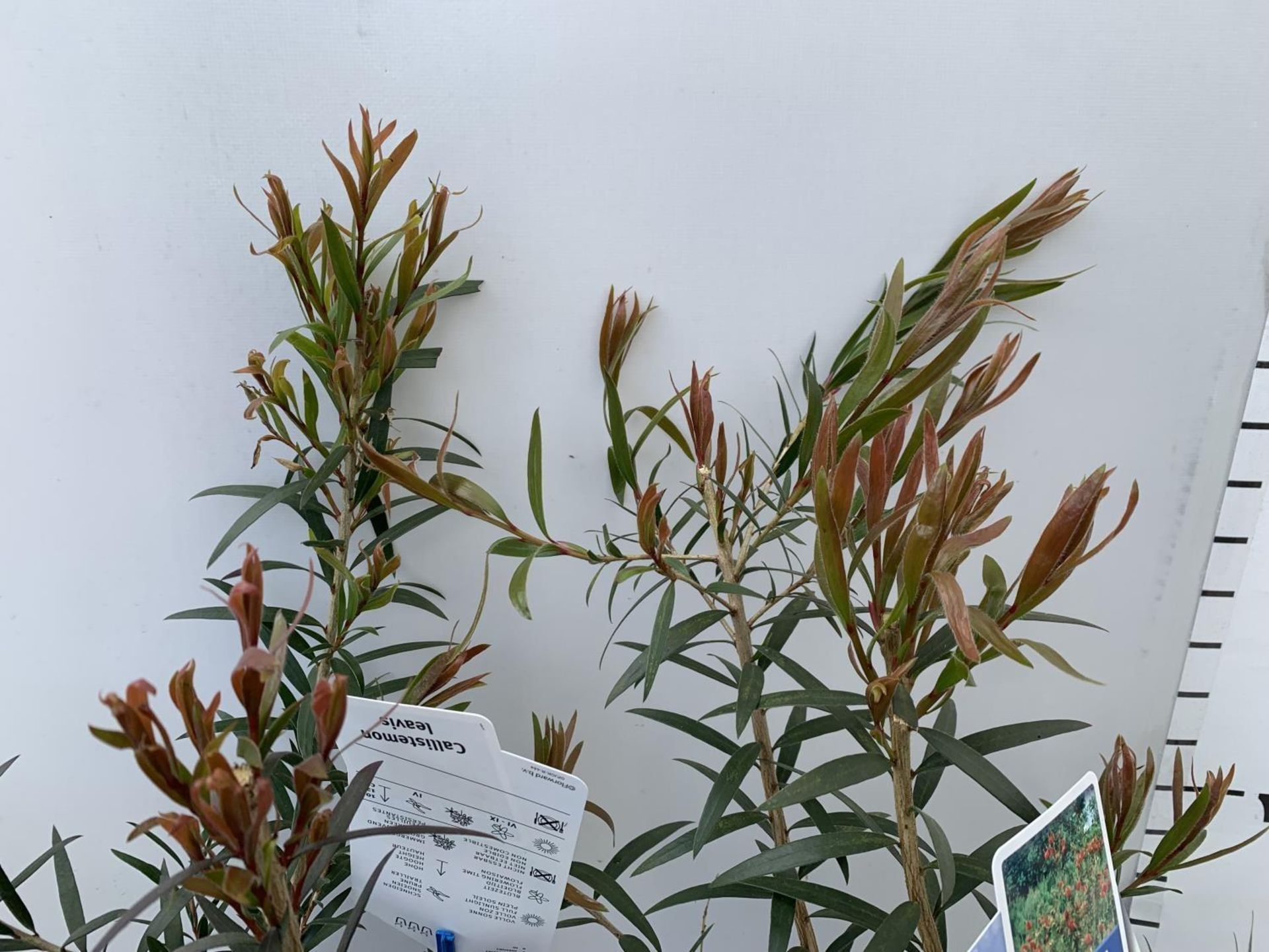 TWO CALLISTEMON LAEVIS IN 2 LTR POTS 50CM IN HEIGHT PLUS VAT TO BE SOLD FOR THE TWO - Image 6 of 9