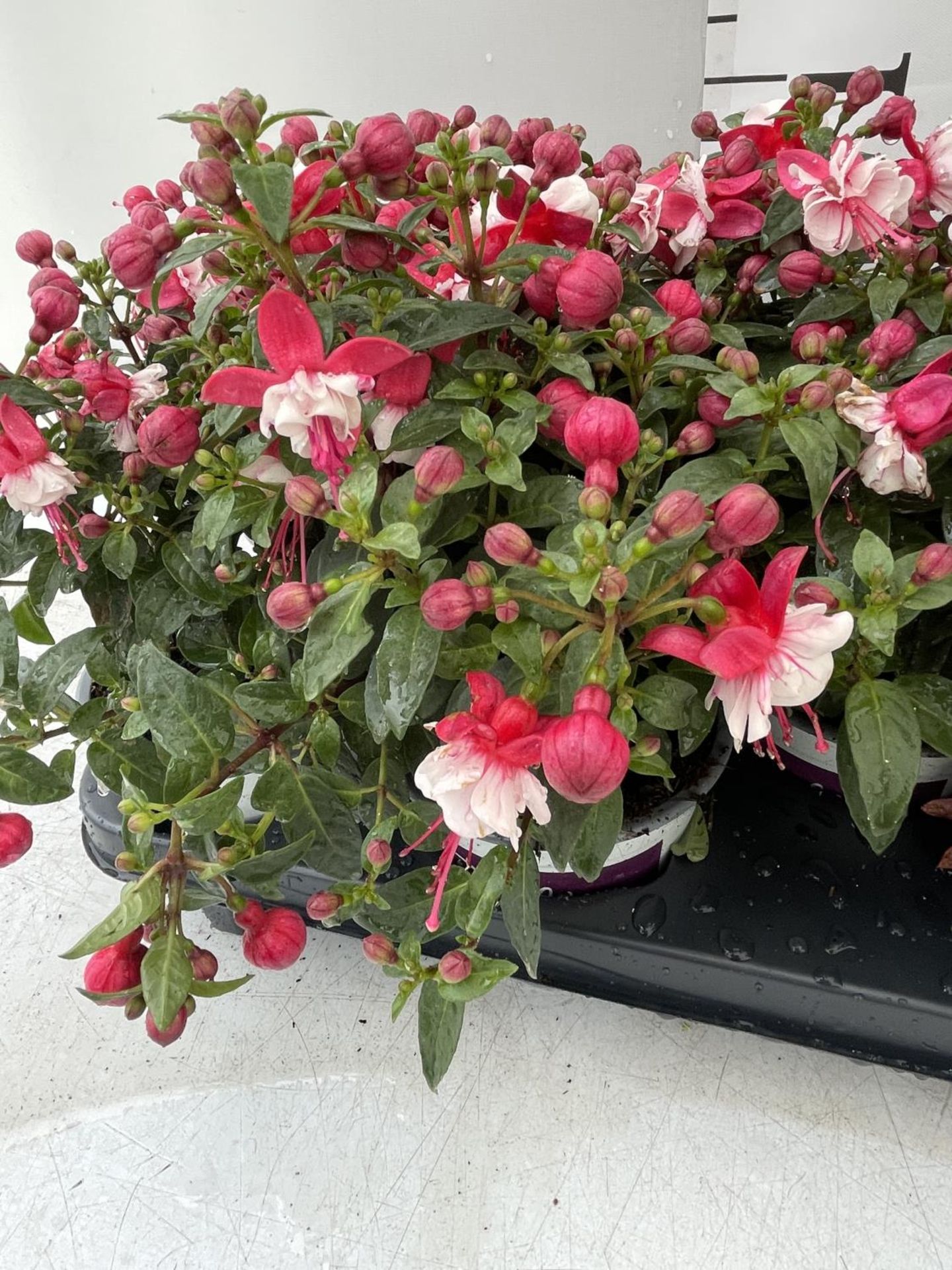 NINE FUCHSIA BELLA IN 20CM POTS 20-30CM TALL TO BE SOLD FOR THE NINE PLUS VAT - Bild 2 aus 5