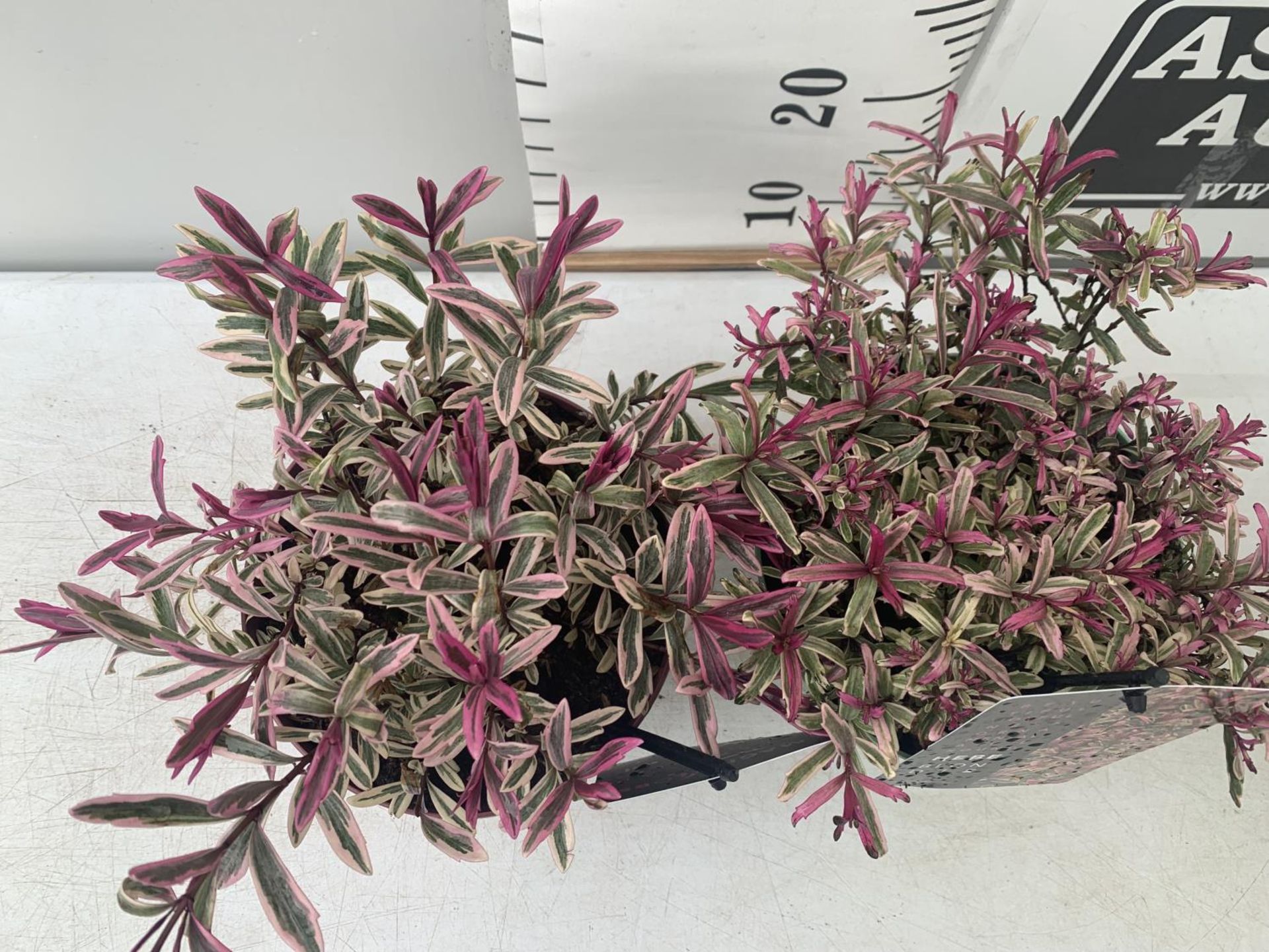TWO HEBES BLONDIE AND HEARTBREAKER IN 2 LTR POTS HEIGHT 30CM PLUS VAT TO BE SOLD FOR THE TWO - Image 2 of 5