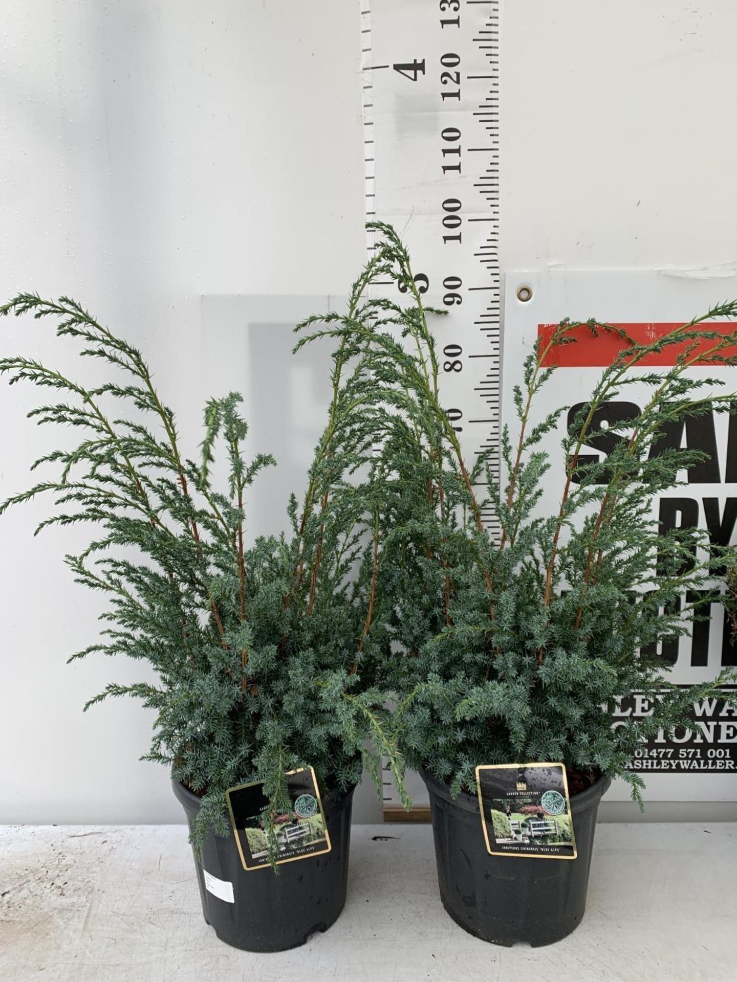TWO JUNIPERUS CHINENSIS BLUE ALPS IN 7 LTR POTS A METRE IN HEIGHT PLUS VAT TO BE SOLD FOR THE TWO - Bild 4 aus 11