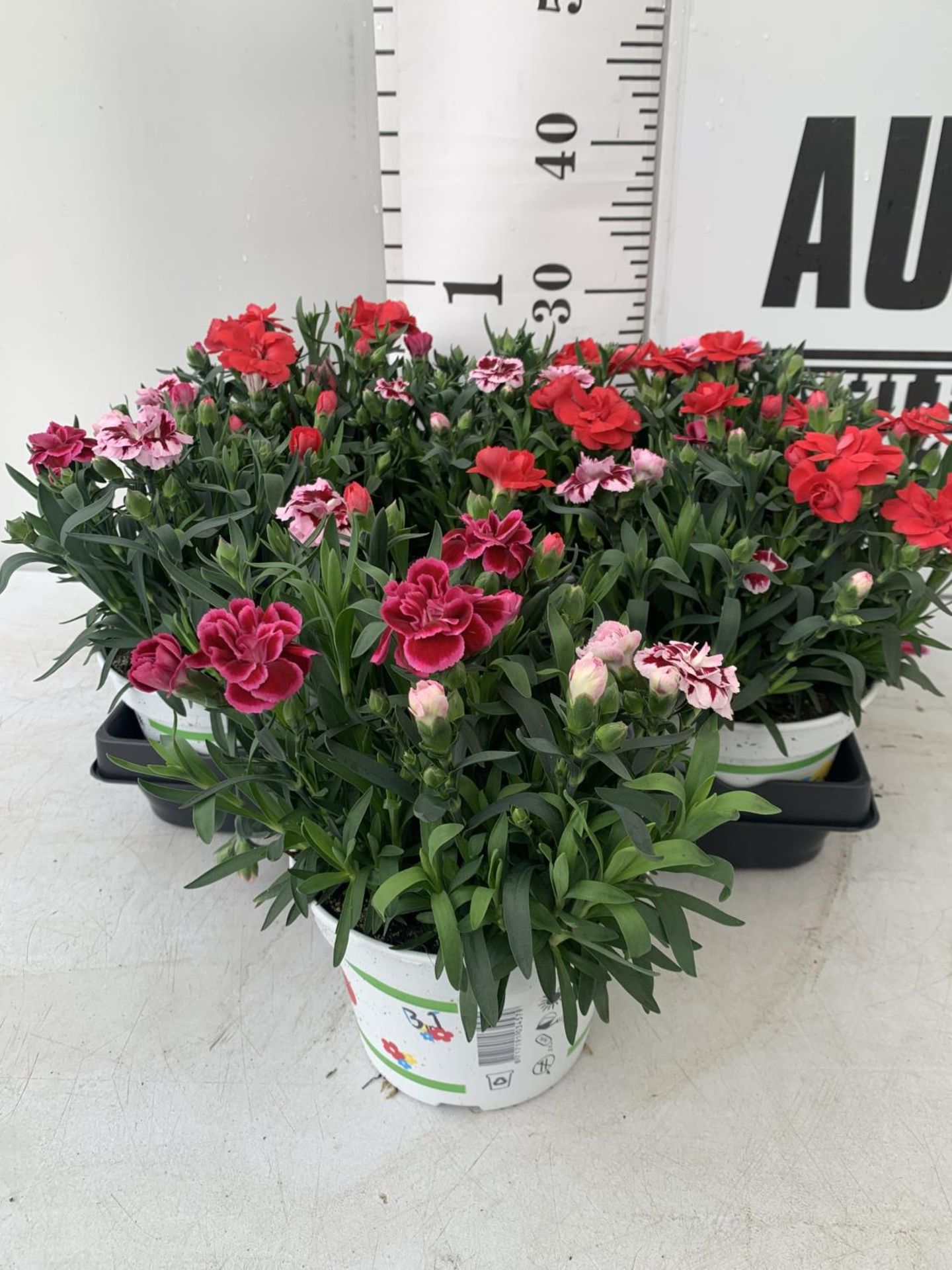 SIX POTS OF DIANTHUS TRIO MIXED WITH THREE VARIETIES IN EACH POT SIZE P15 HEIGHT 30CM TO BE SOLD FOR - Image 2 of 5