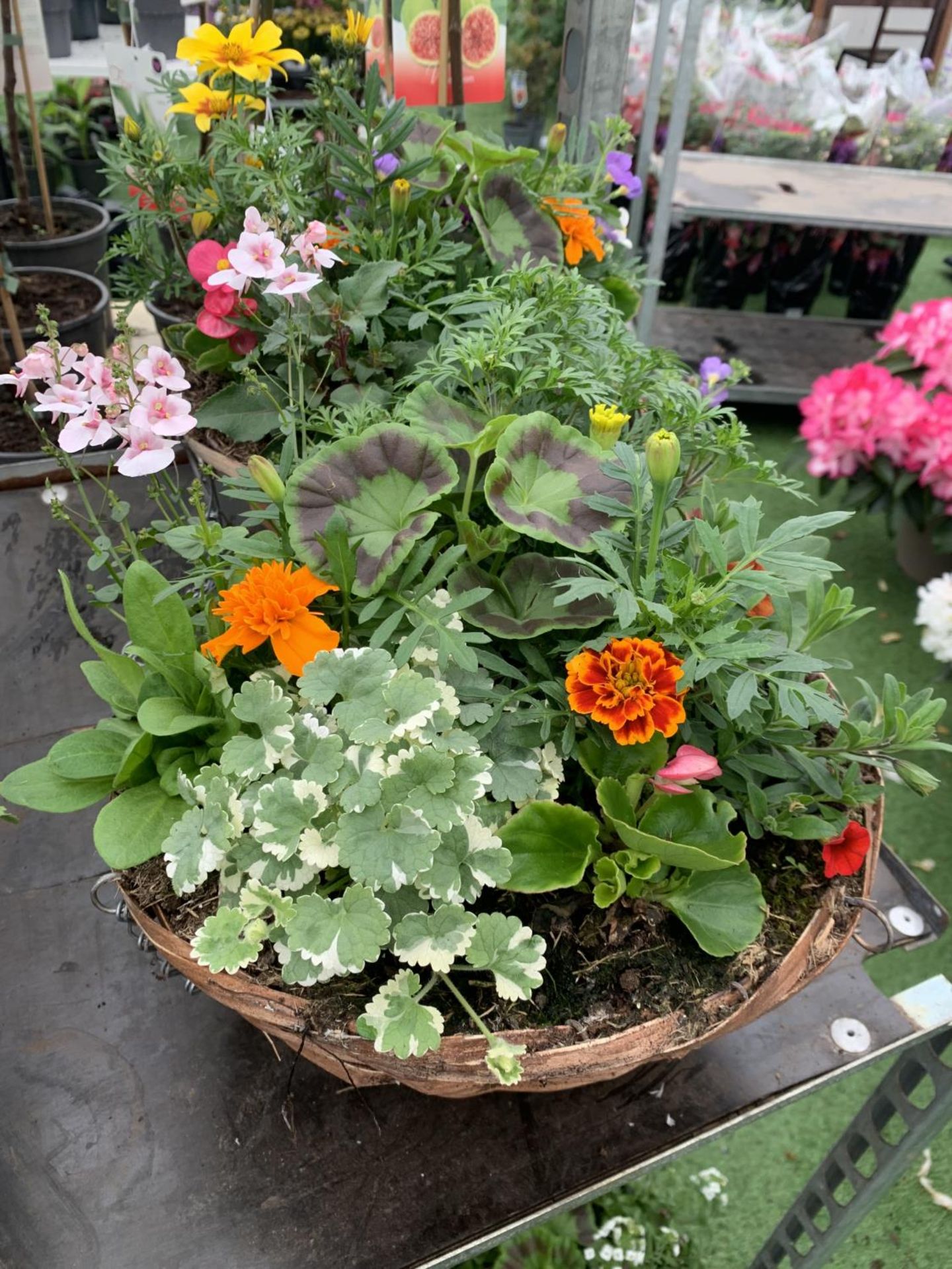 TWO WICKER HANGING BASKETS WITH MIXED BEDDING AND TRAILING PLANTS TO INCLUDE PETUNIA, MARIGOLD, - Image 3 of 6
