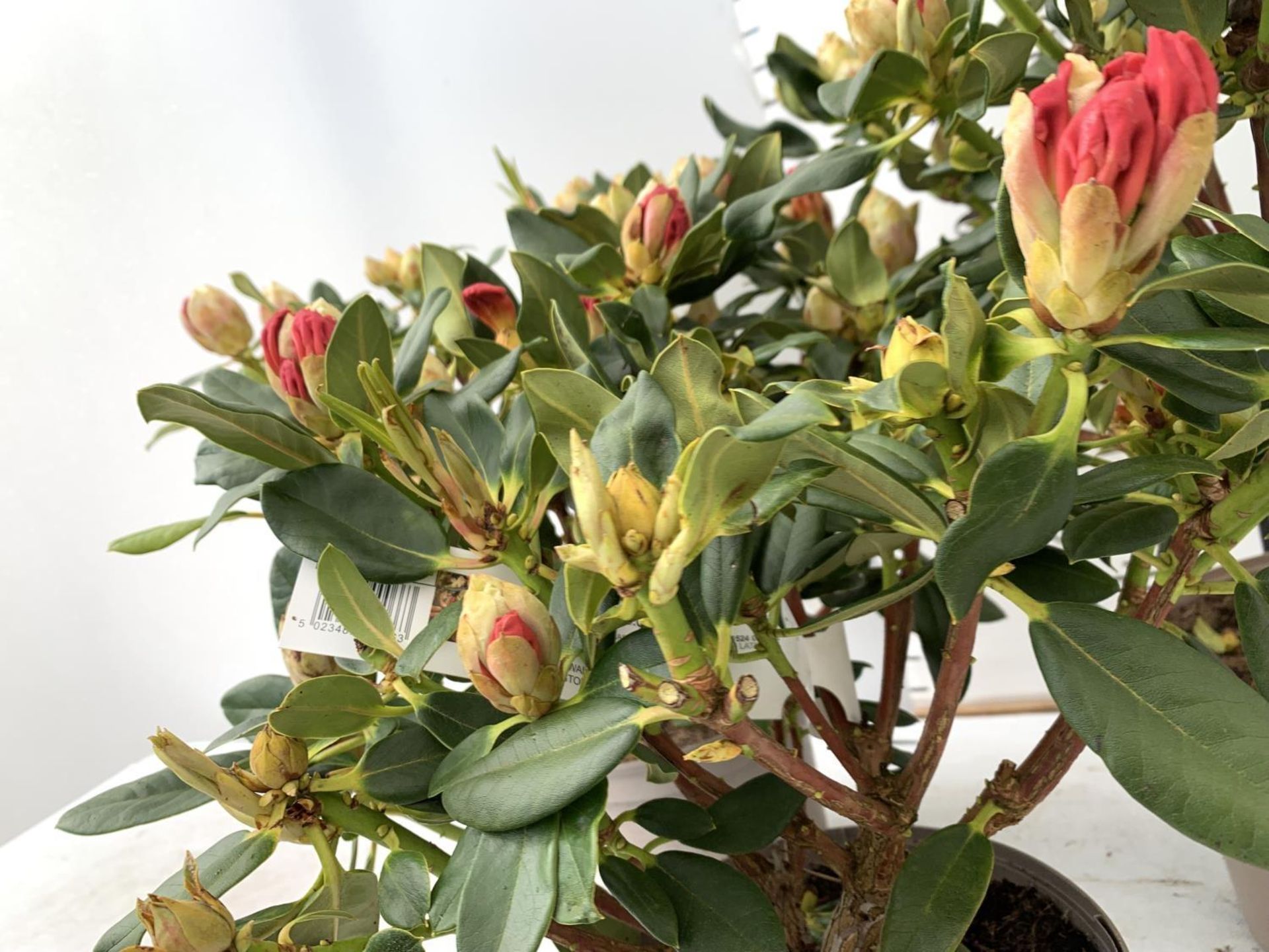 THREE RHODODENDRON NANCY EVANS IN 3 LTR POTS HEIGHT 50CM TO BE SOLD FOR THE THREE PLUS VAT - Image 7 of 12