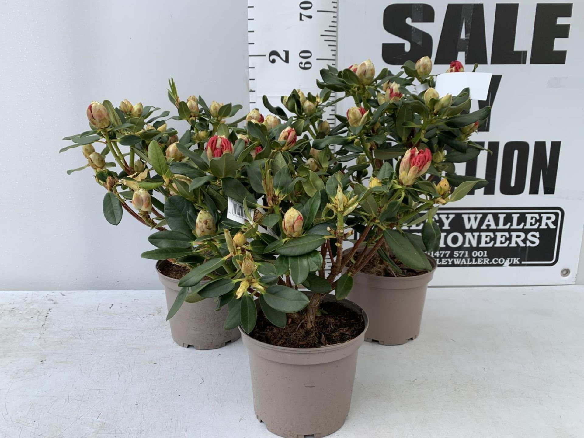 THREE RHODODENDRON NANCY EVANS IN 3 LTR POTS HEIGHT 50CM TO BE SOLD FOR THE THREE PLUS VAT - Image 2 of 12