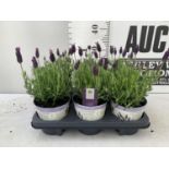 SIX LAVENDULA ST ANOUK COLLECTION IN DECORATIVE METAL POTS TO BE SOLD FOR THE SIX NO VAT