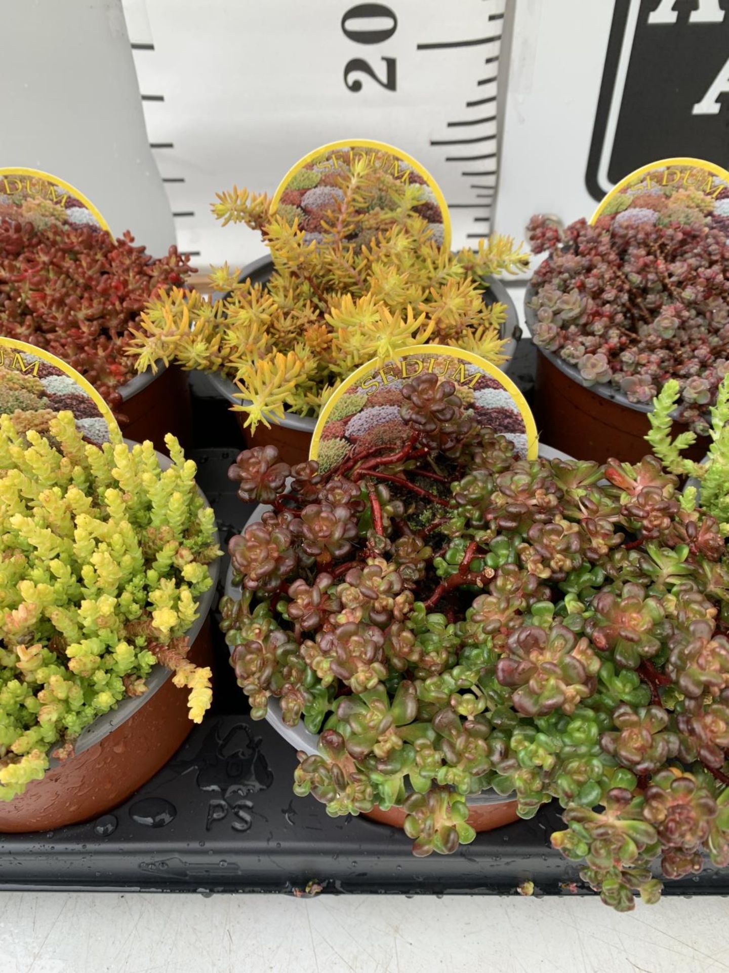 EIGHT VARIOUS VARIETIES OF SEDUM WITH CARDS IN SIZE P13 POTS TO BE SOLD FOR THE EIGHT PLUS VAT - Image 4 of 6